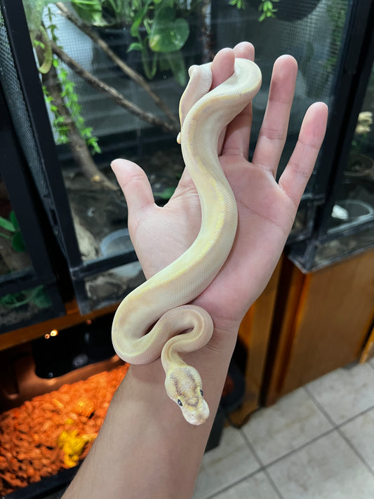 IVORY MACHO HET CLOW 80