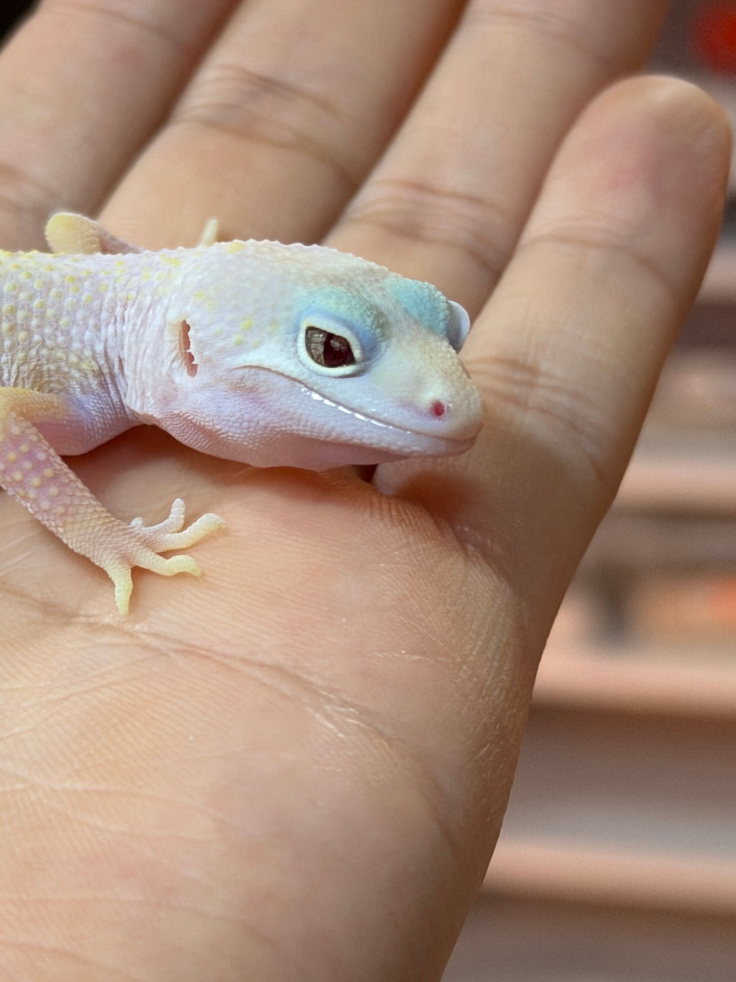 GECKO LEOPARDO BLAZZING BLIZZARD MACHO 018