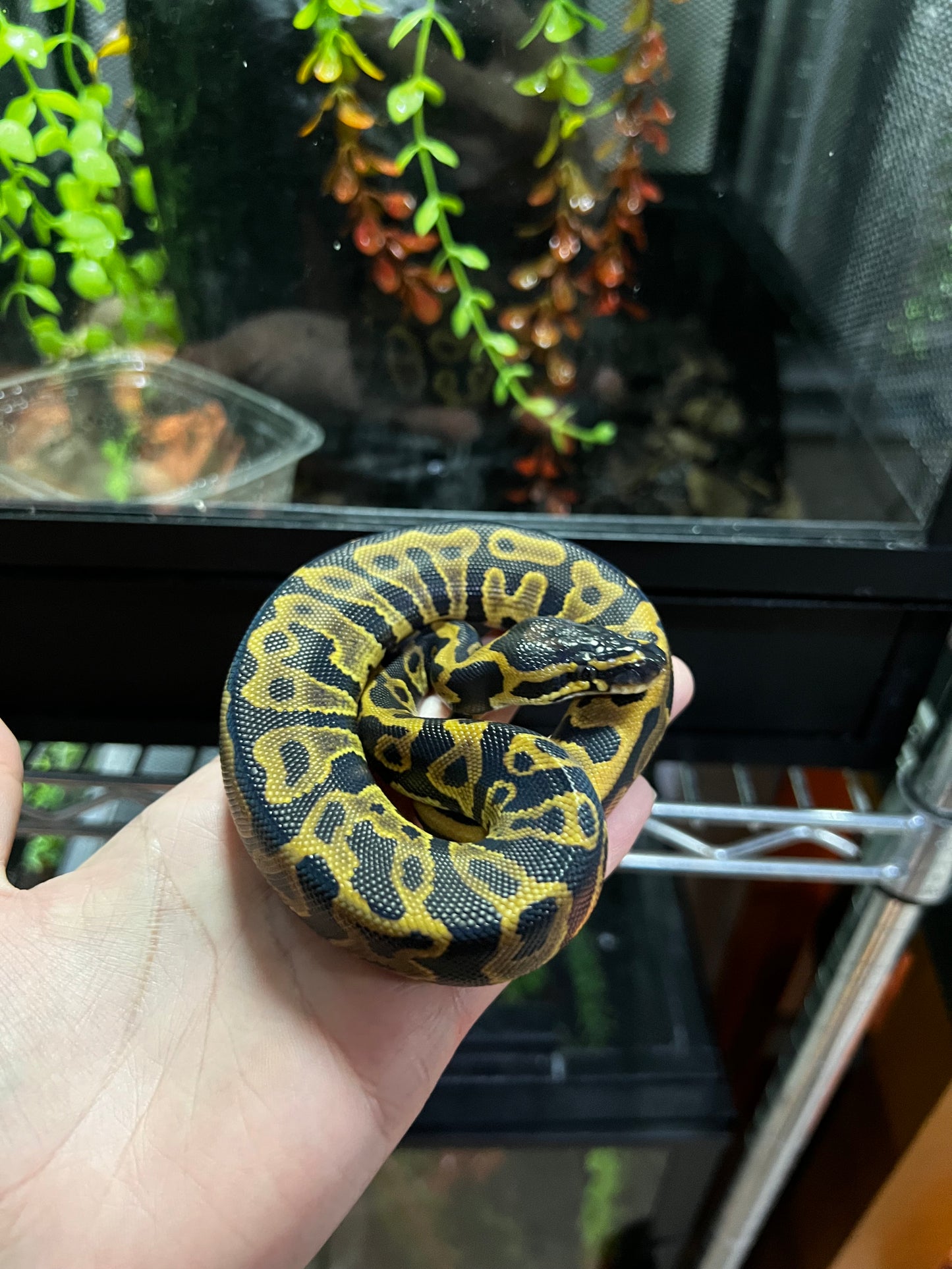 LEOPARD MACHO 43