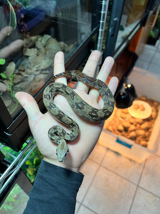 BOA MEXICANA LOCALIDAD VERACRUZ CBB