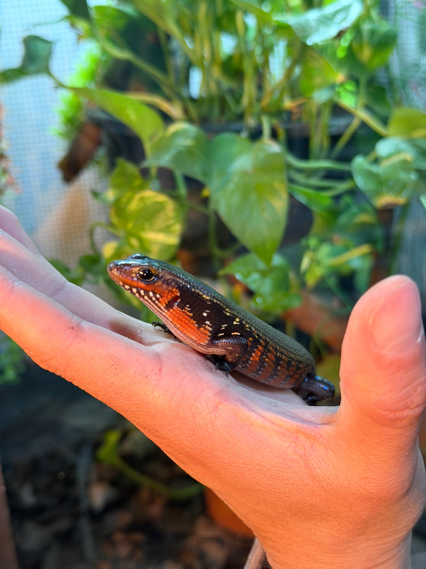 SKINK DE FUEGO 6174 NACIDO EN CAUTIVERIO CON APROVECHAMIENTO EMITIDO POR SEMARNAT