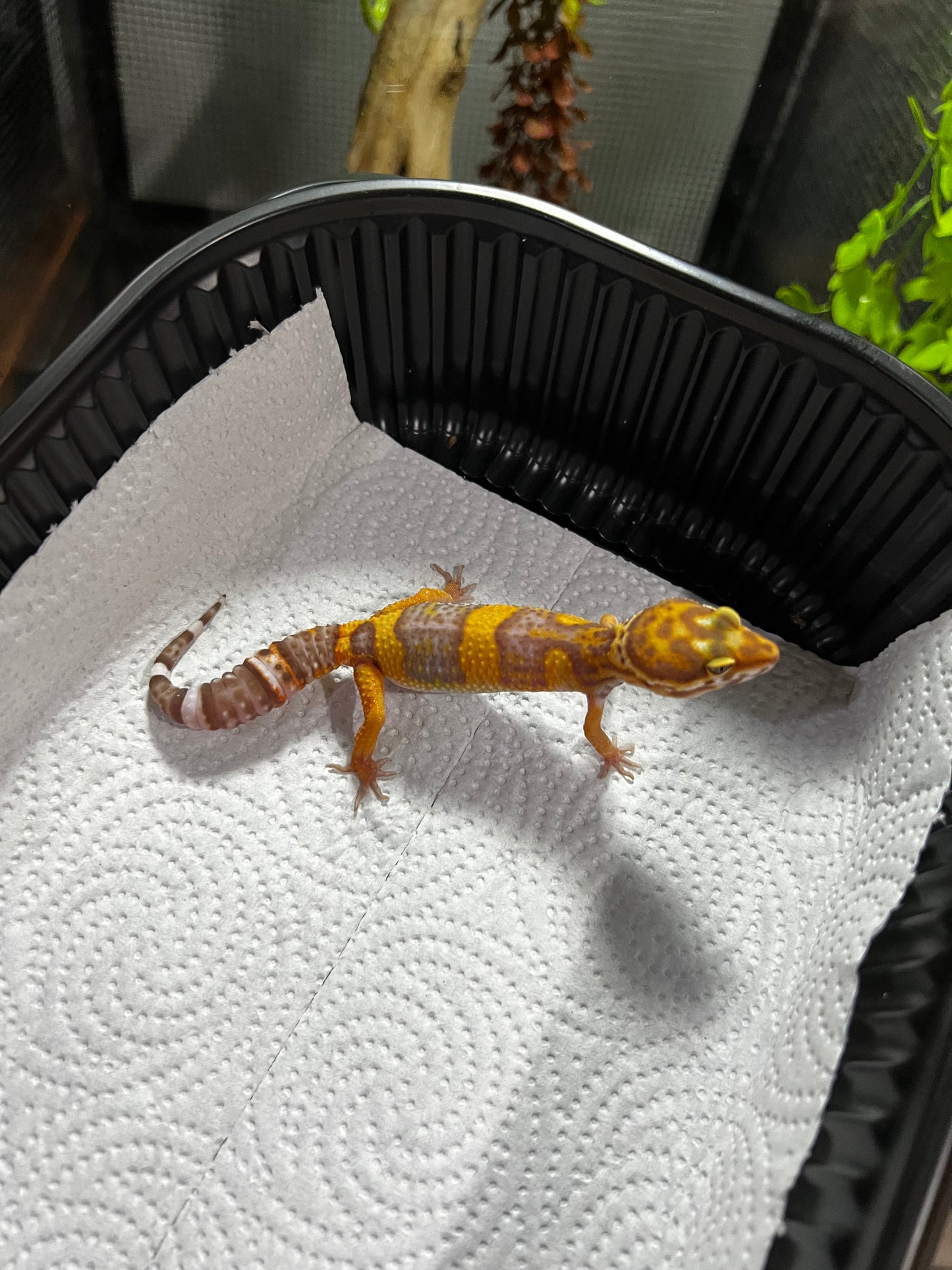 TANGERINE TREMPER 2