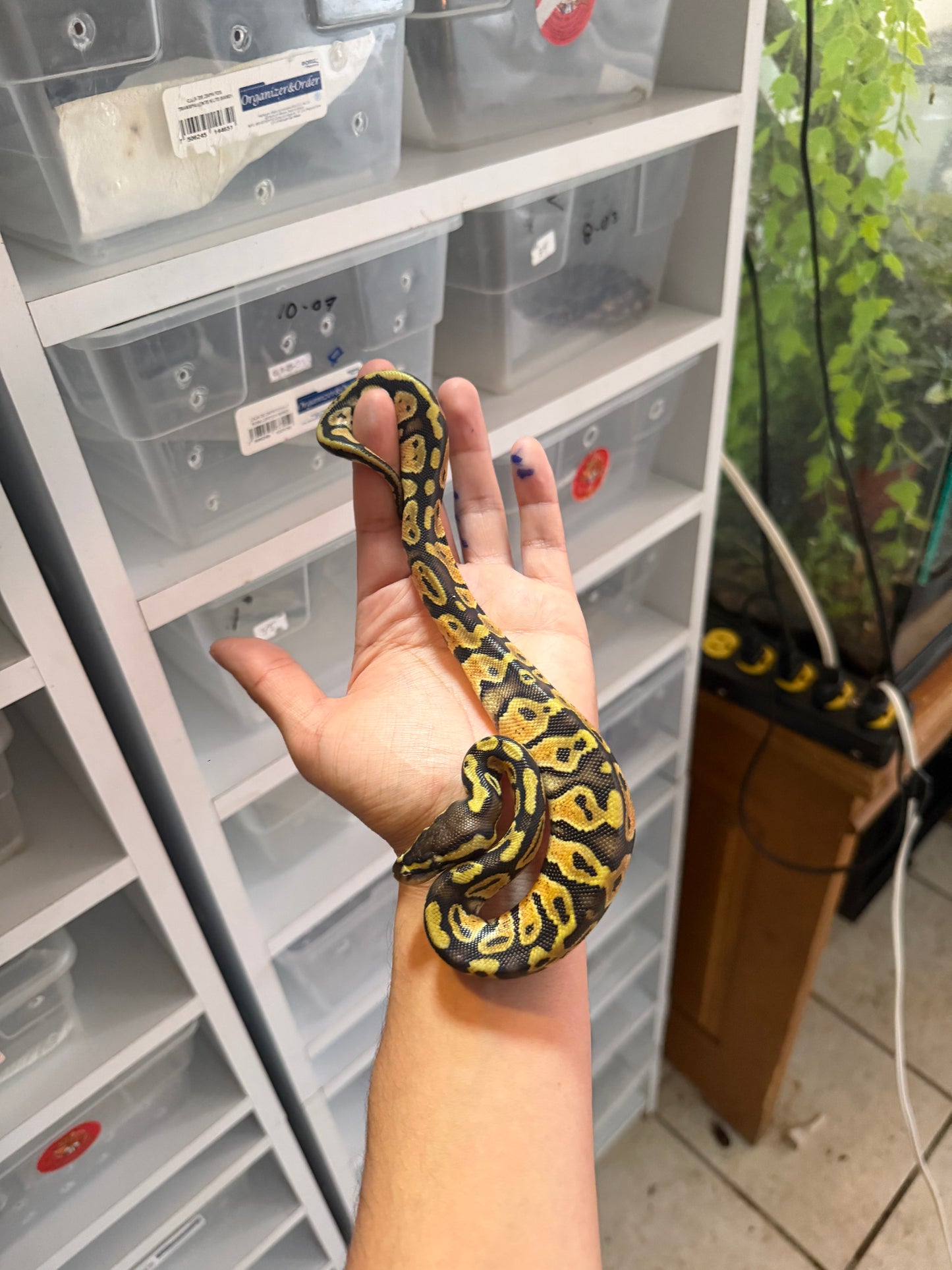 PITÓN BOLA PASTEL HET PIED MACHO 10
