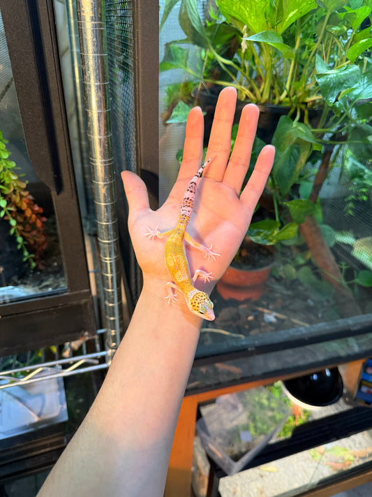 GECKO LEOPARDO ECLIPSE HET TYPHOON 111