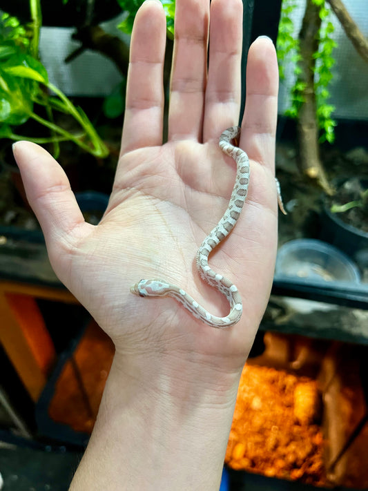 SERPIENTE MAICERA GHOST MACHO 6