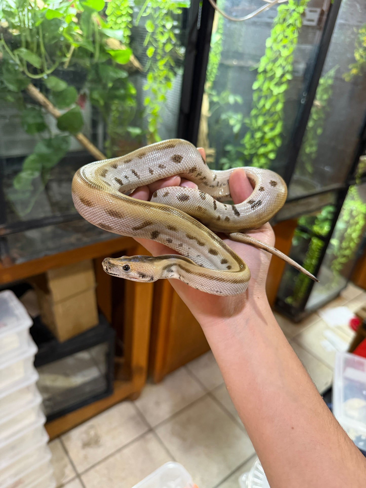 PITÓN BURMÉS GREEN HET ALBINO HEMBRA