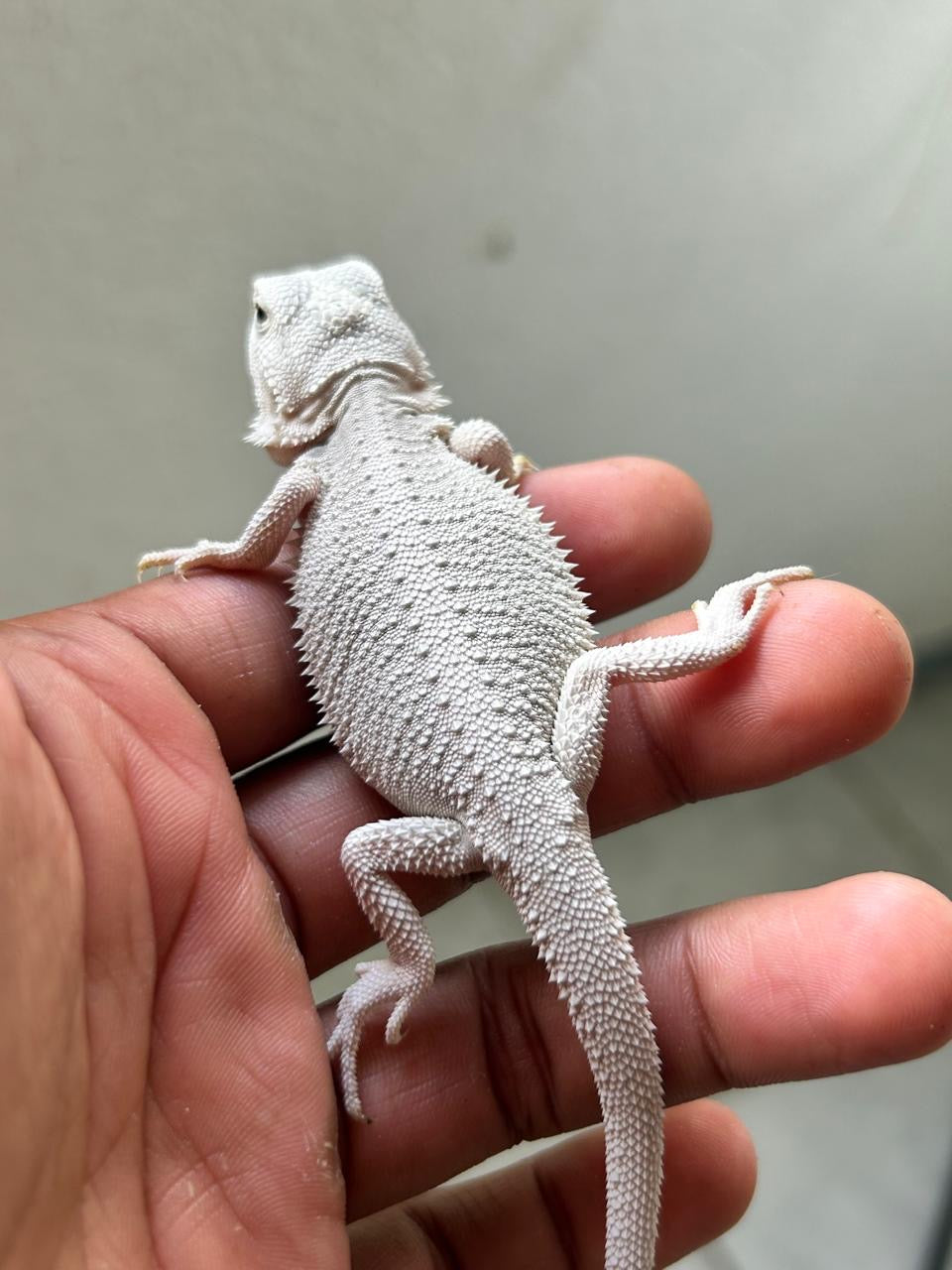 Dragón barbudo HYPO ZERO Hembra