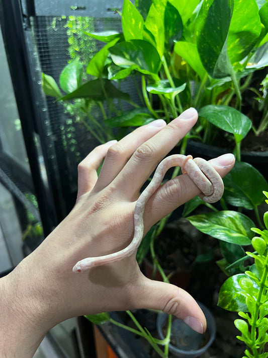 SERPIENTE MAICERA SNOW HEMBRA  46