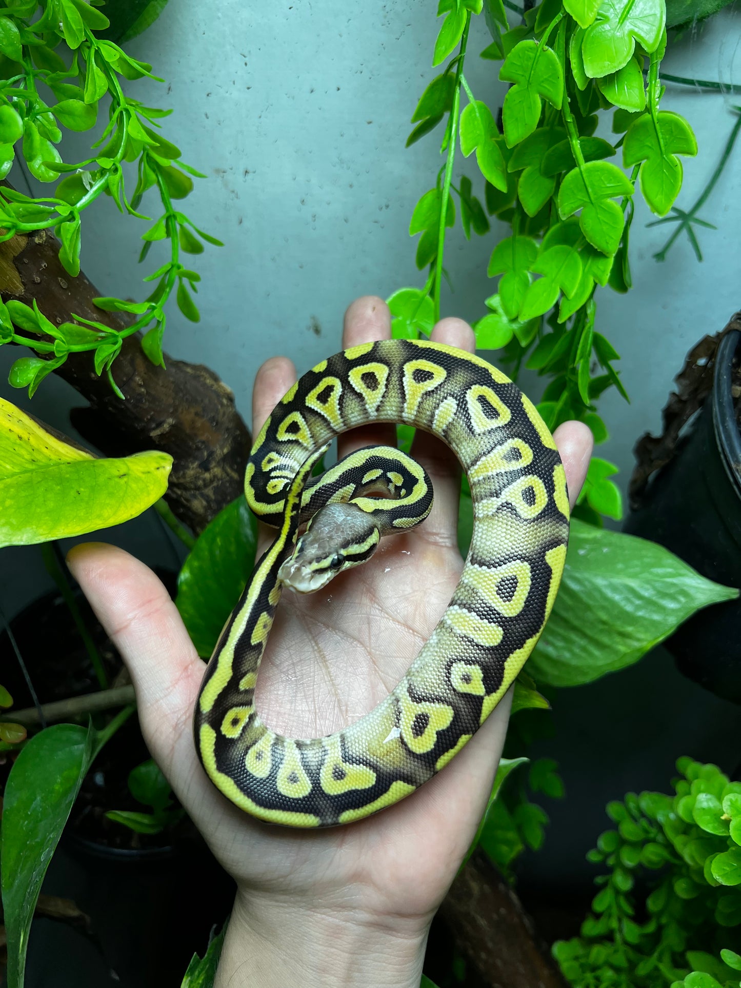MOJAVE PASTEL HEMBRA 80