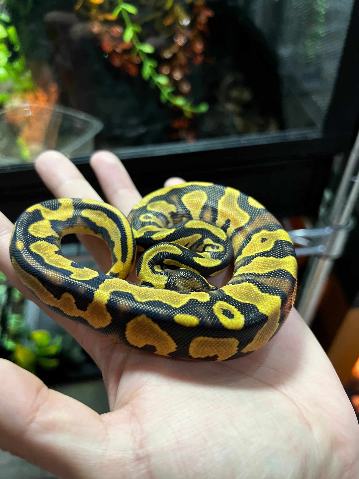ORANGE DREAM YELLOW BELLY HEMBRA 51