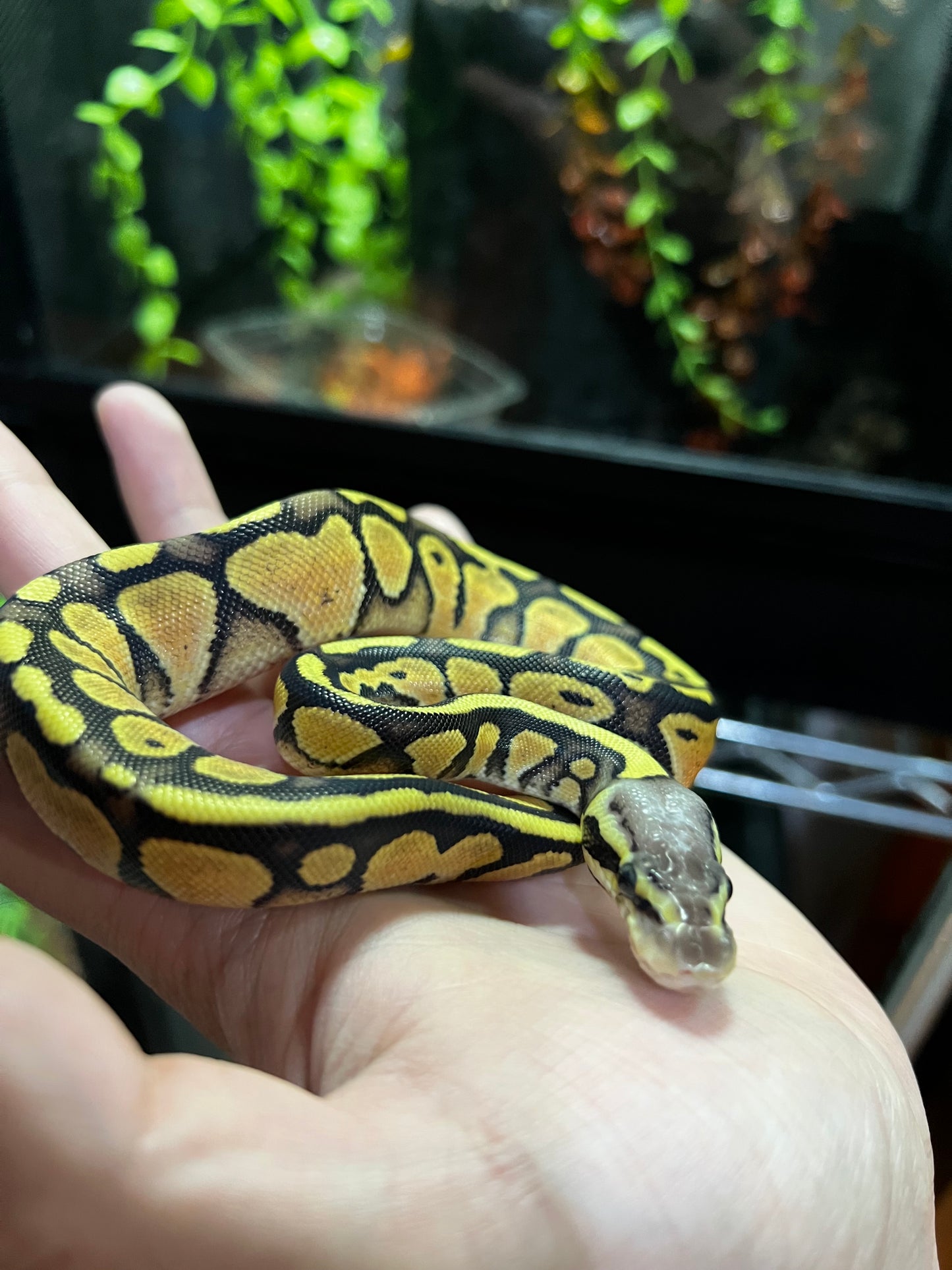 FIREFLY HEMBRA 48