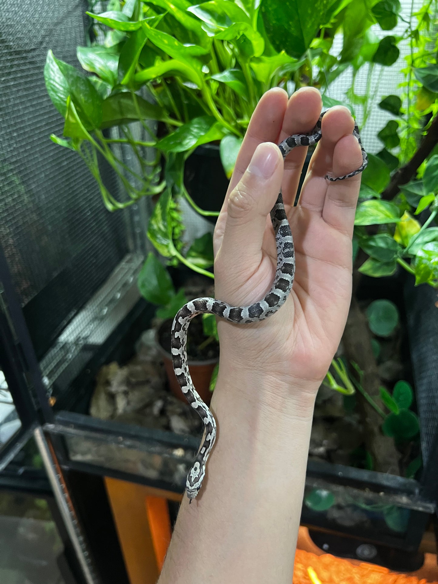 SERPIENTE MAICERA ANERY HEMBRA 24