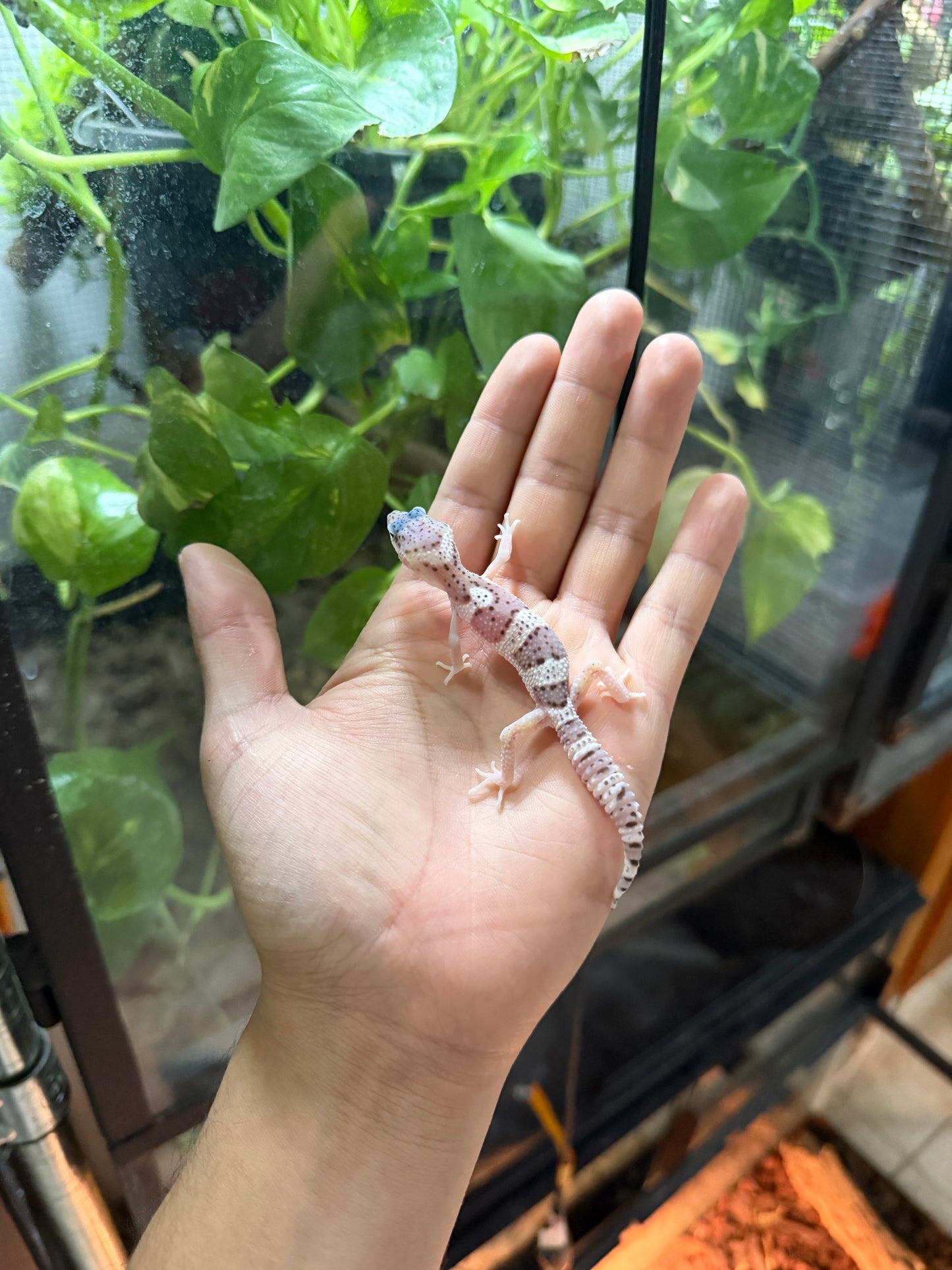 GECKO LEOPARDO MACK SNOW HET RADAR POSS HET BLIZZARD