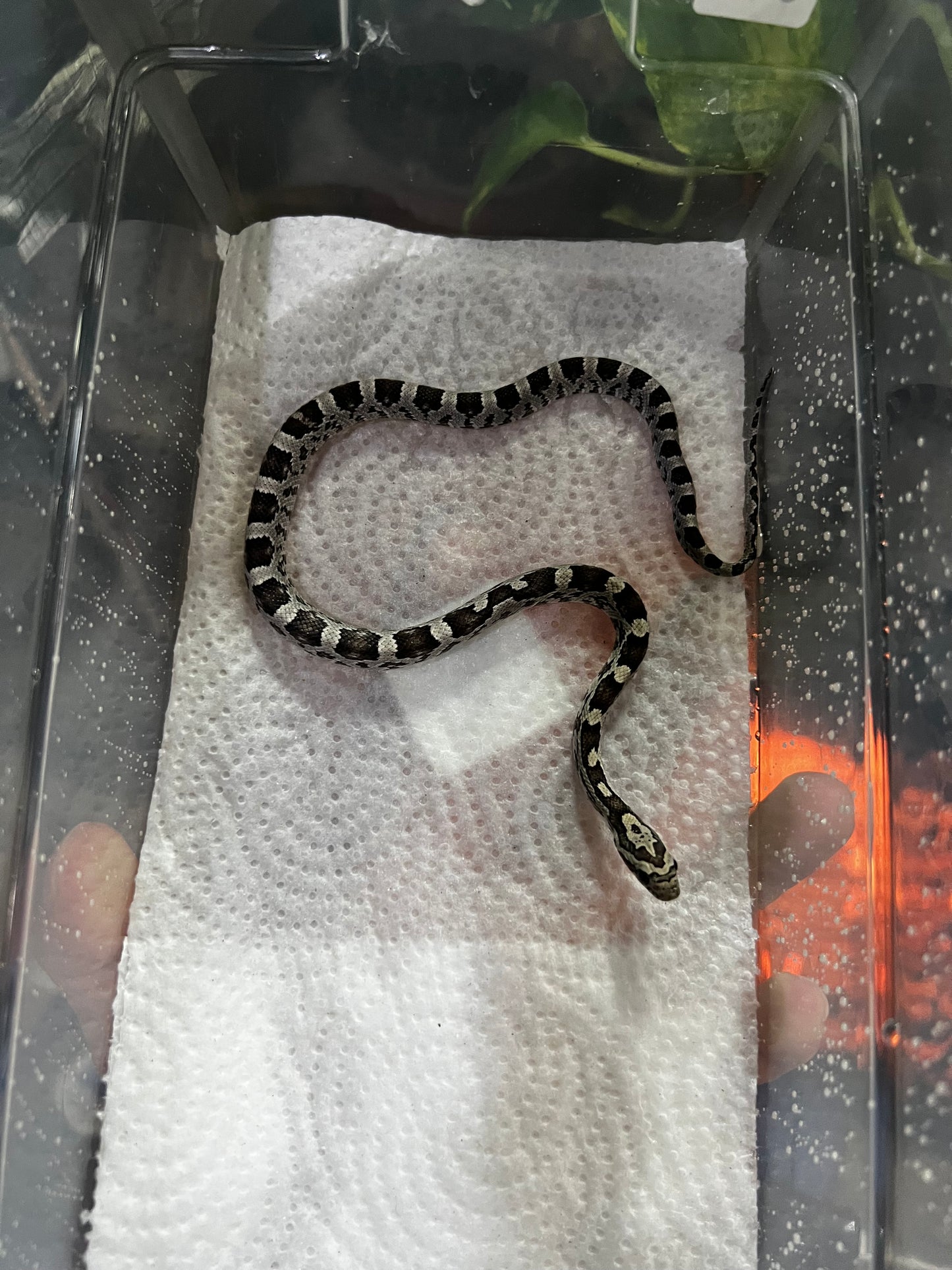 SERPIENTE MAICERA ANERY HEMBRA 24