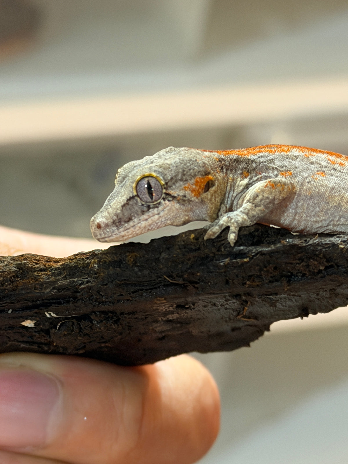 GECKO CARGOLA S/s