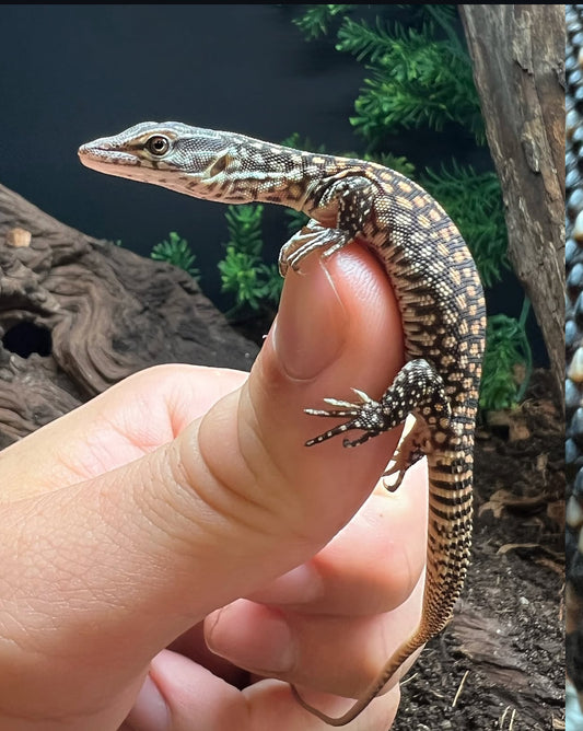 VARANO ACKIE CBB