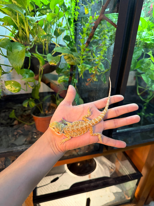 DRAGÓN BARBUDO HYPO JUVENIL 12