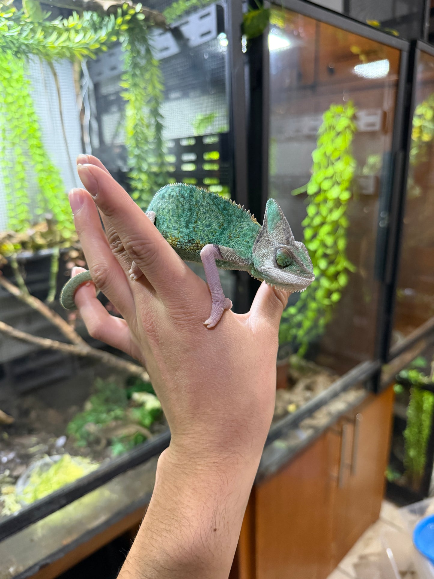 CAMALEÓN DE VELO HIGH TRANSLUCENT MACHO