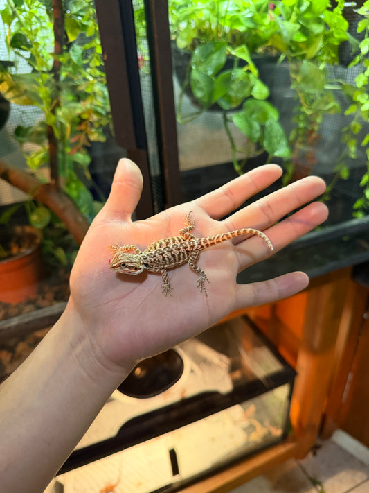 DRAGÓN BARBUDO LEATHERBACK 9 (PUNTA DE COLA MORDIDA, LE VOLVERÁ A CRECER)