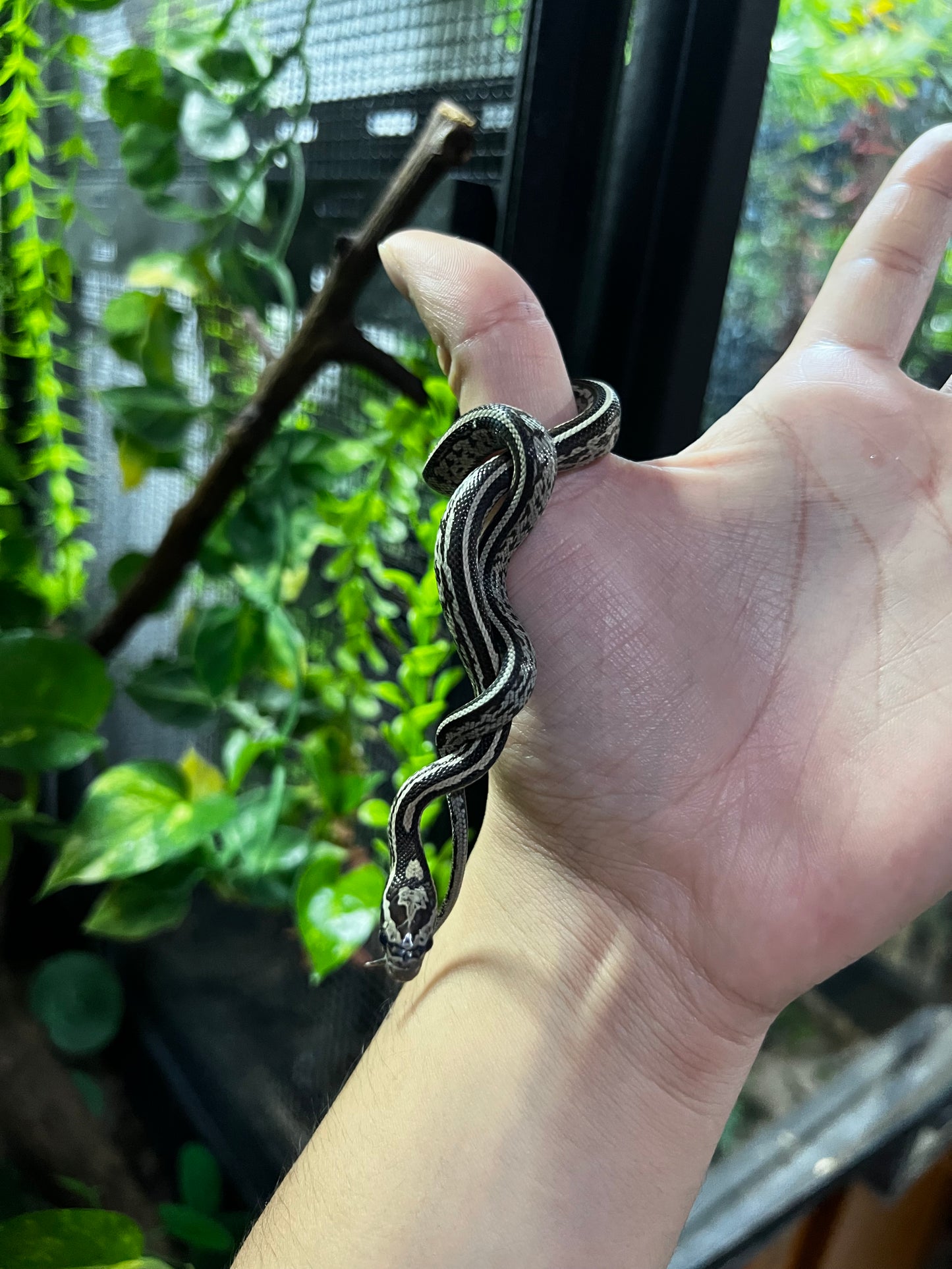 SERPIENTE MAICERA TESSERA ANERY HEMBRA 4
