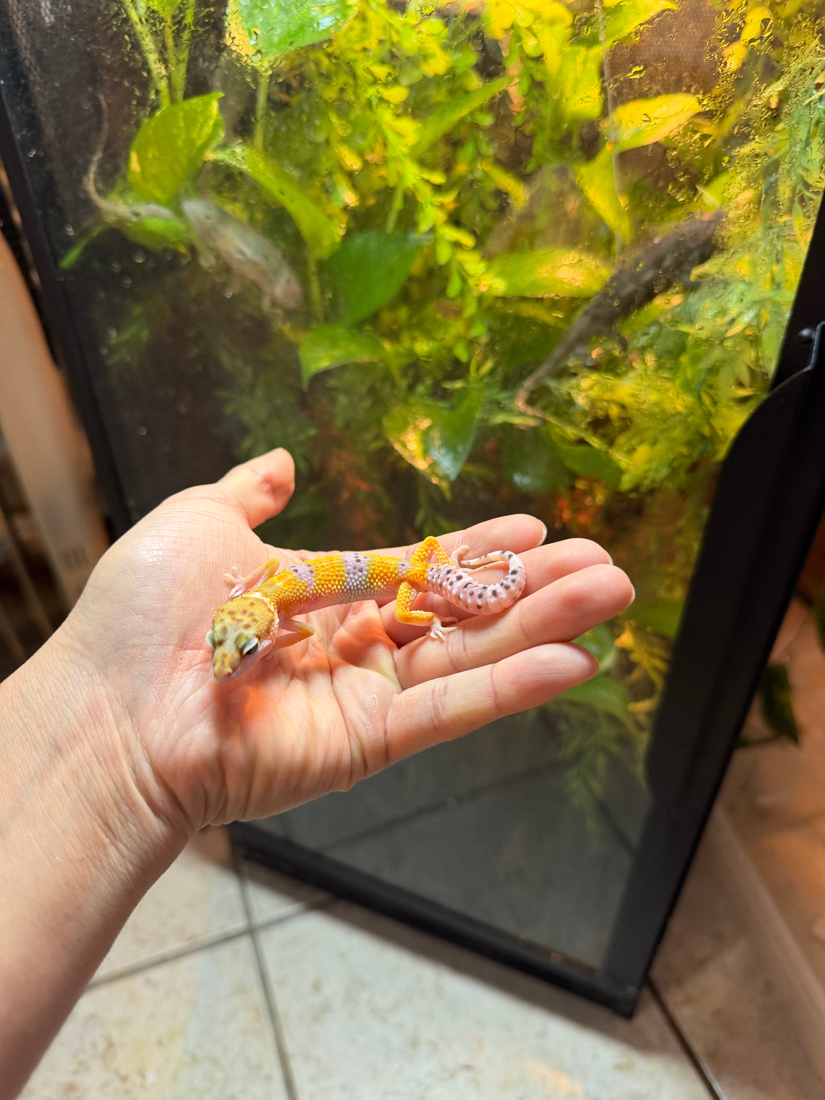 GECKO LEOPARDO HIGH YELLOW INCUBADO PARA MACHO 170