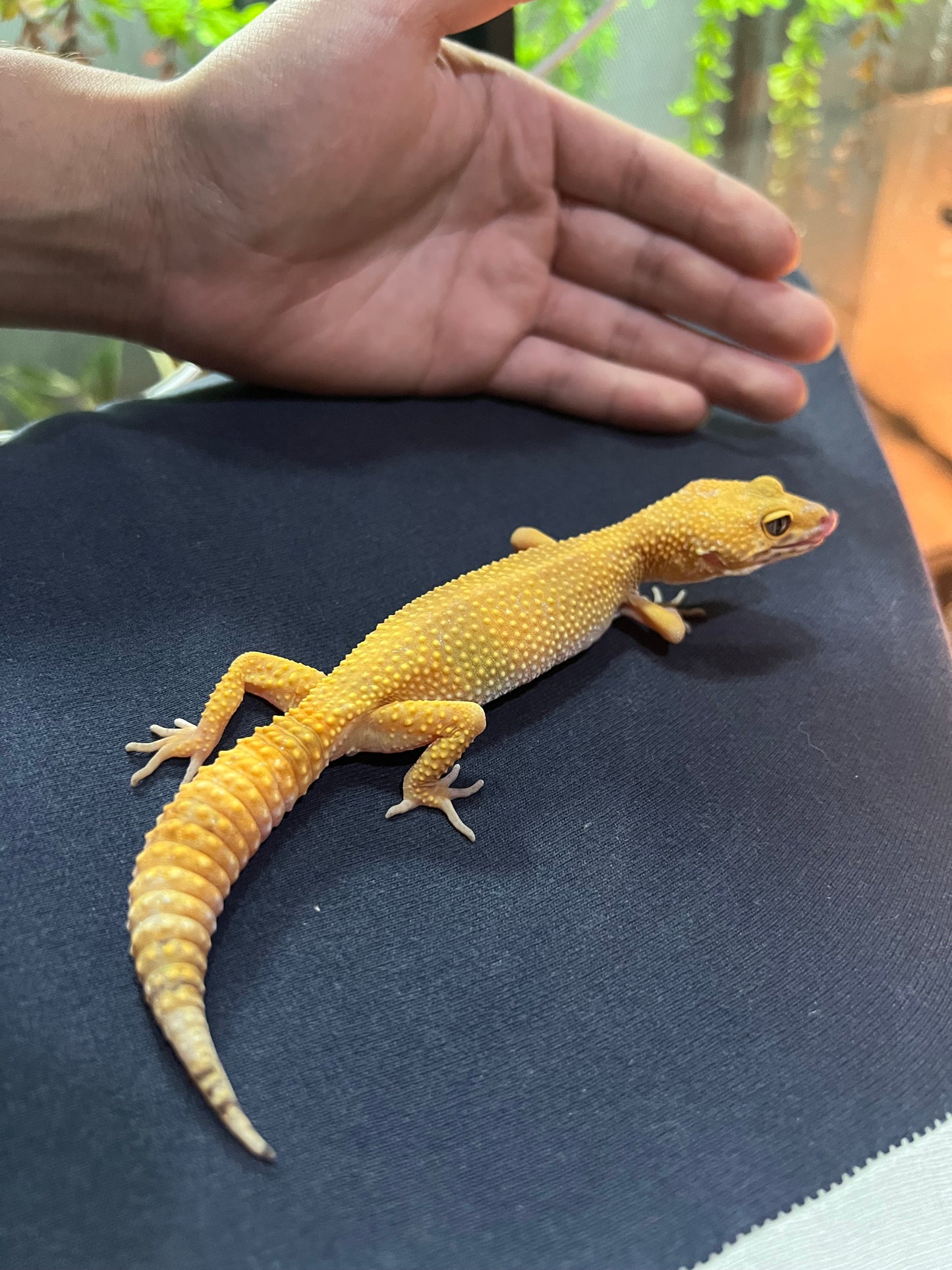 SÚPER HYPO TANGERINE HEMBRA 38
