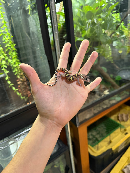 GECKO BANDEADO s/s (Coleonyx mitratus) 3