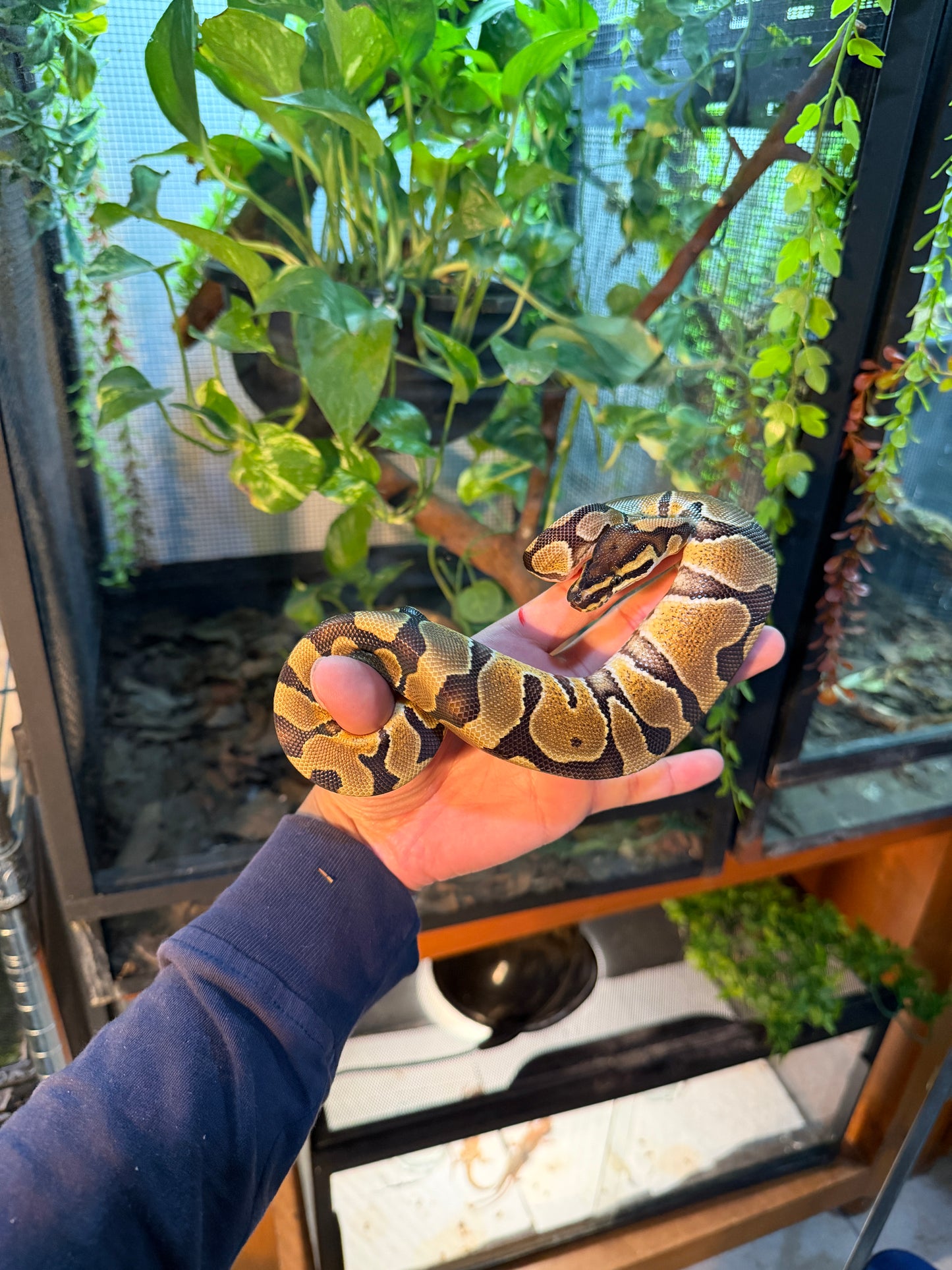 PITÓN BOLA ENCHI MACHO 3