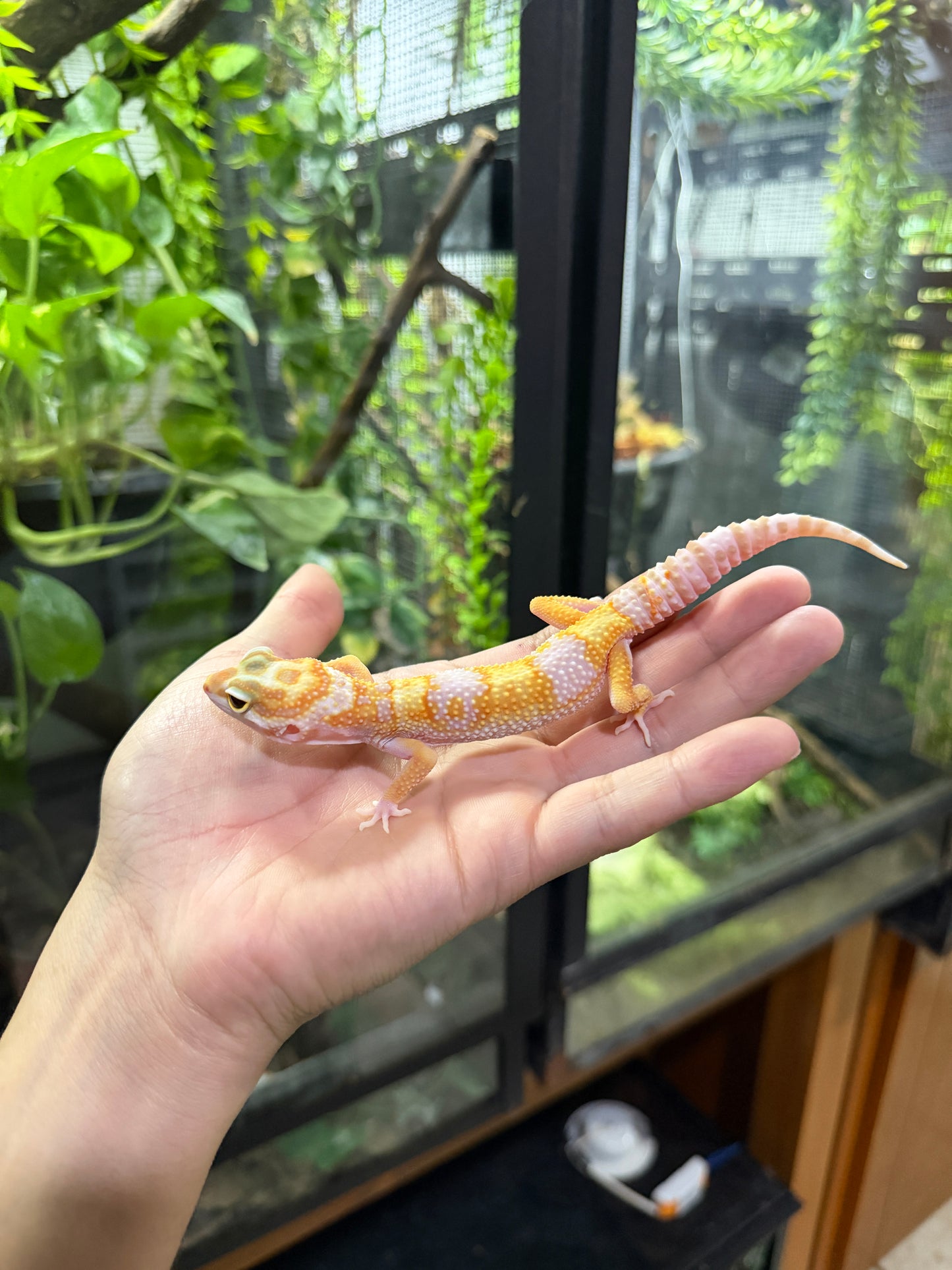 Gecko leopardo SUNGLOW ECLIPSE 43