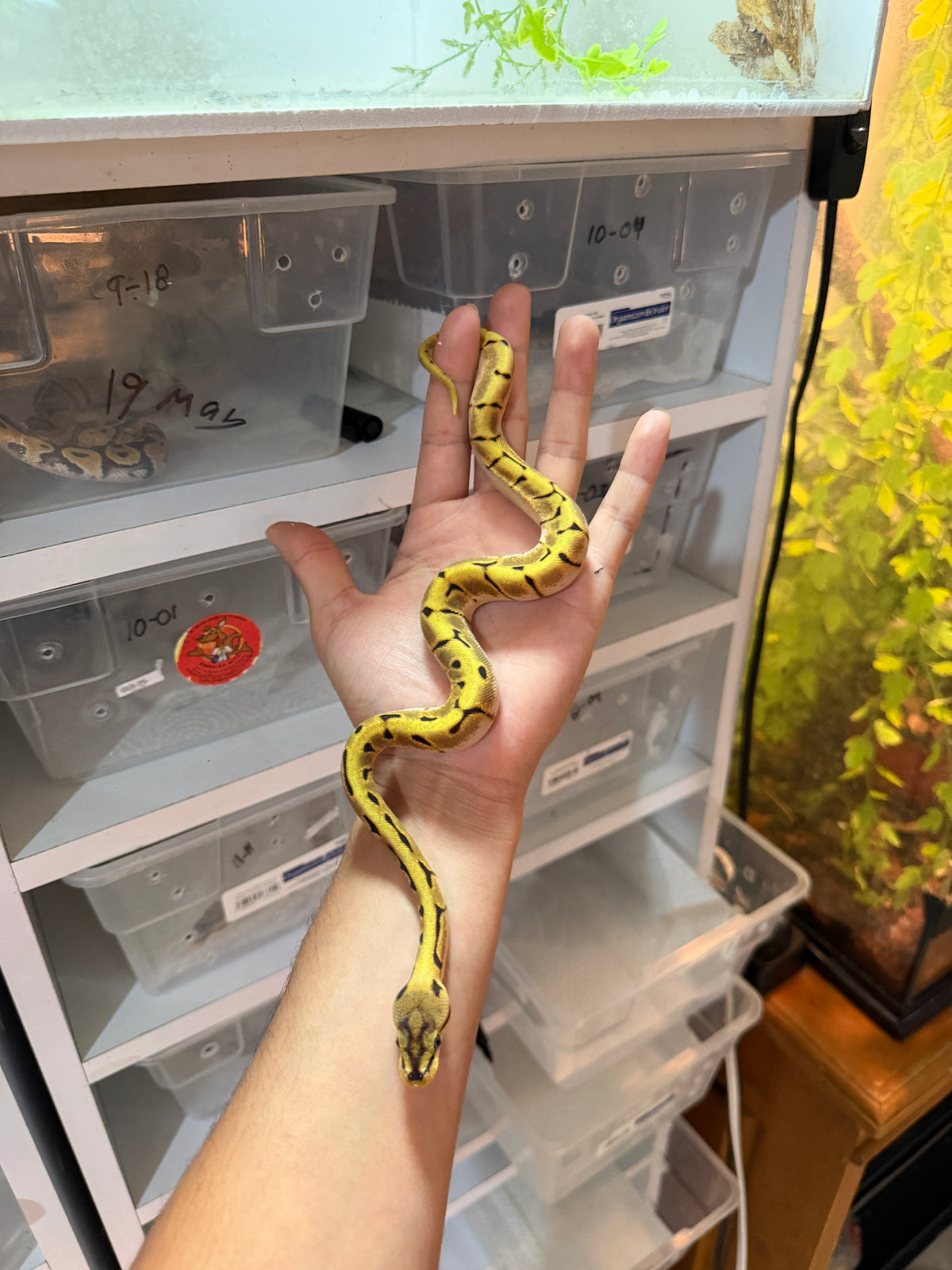 PITÓN BOLA SPIDER ENCHI ORANGE DREAM HET PIED HEMBRA 11-10