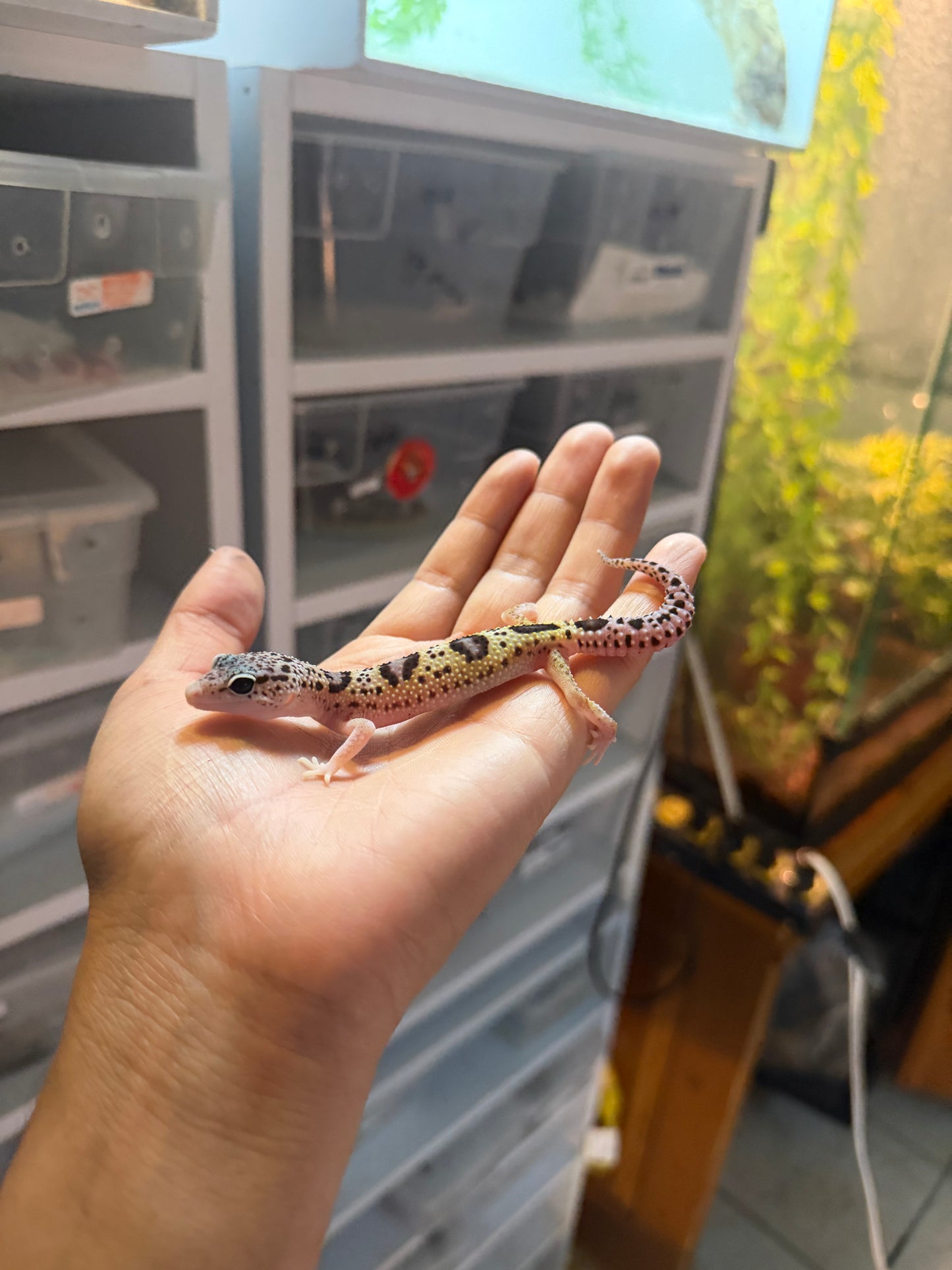 GECKO LEOPARDO MACK SNOW ECLIPSE HEMBRA 074