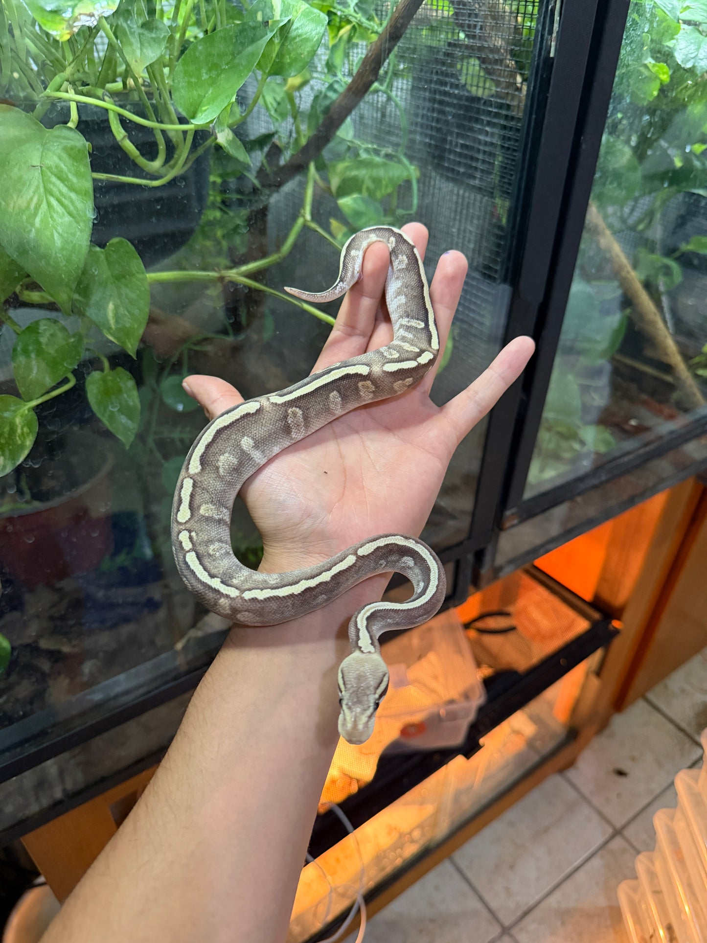 PITÓN BOLA MOJAVE GHI HYPO MACHO 9