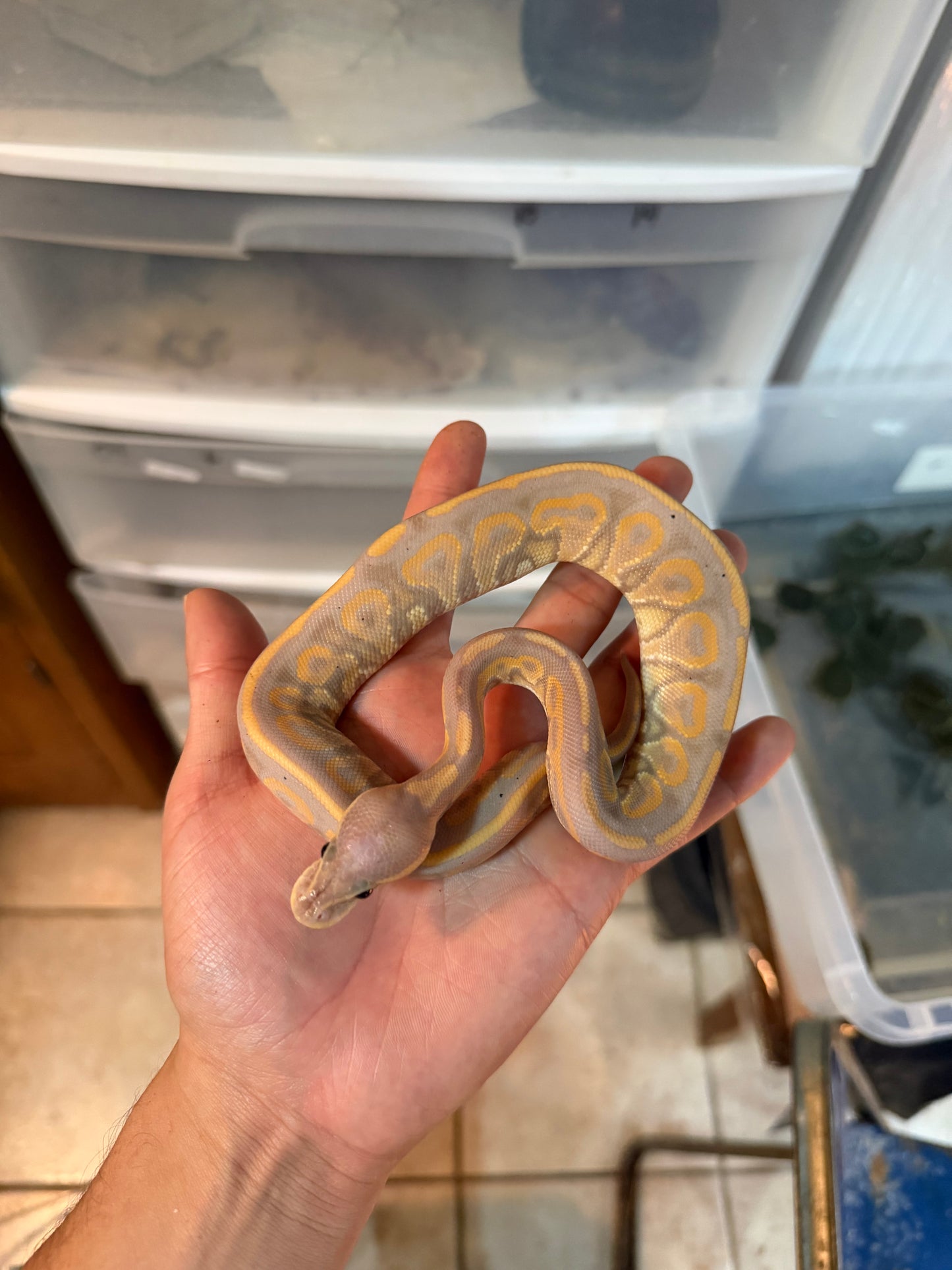 PITÓN BOLA BANANA CINNAMON MACHO