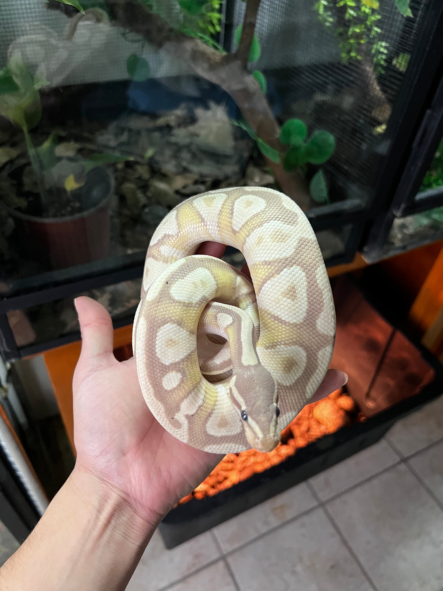BANANA MOJAVE SUB ADULTO 33