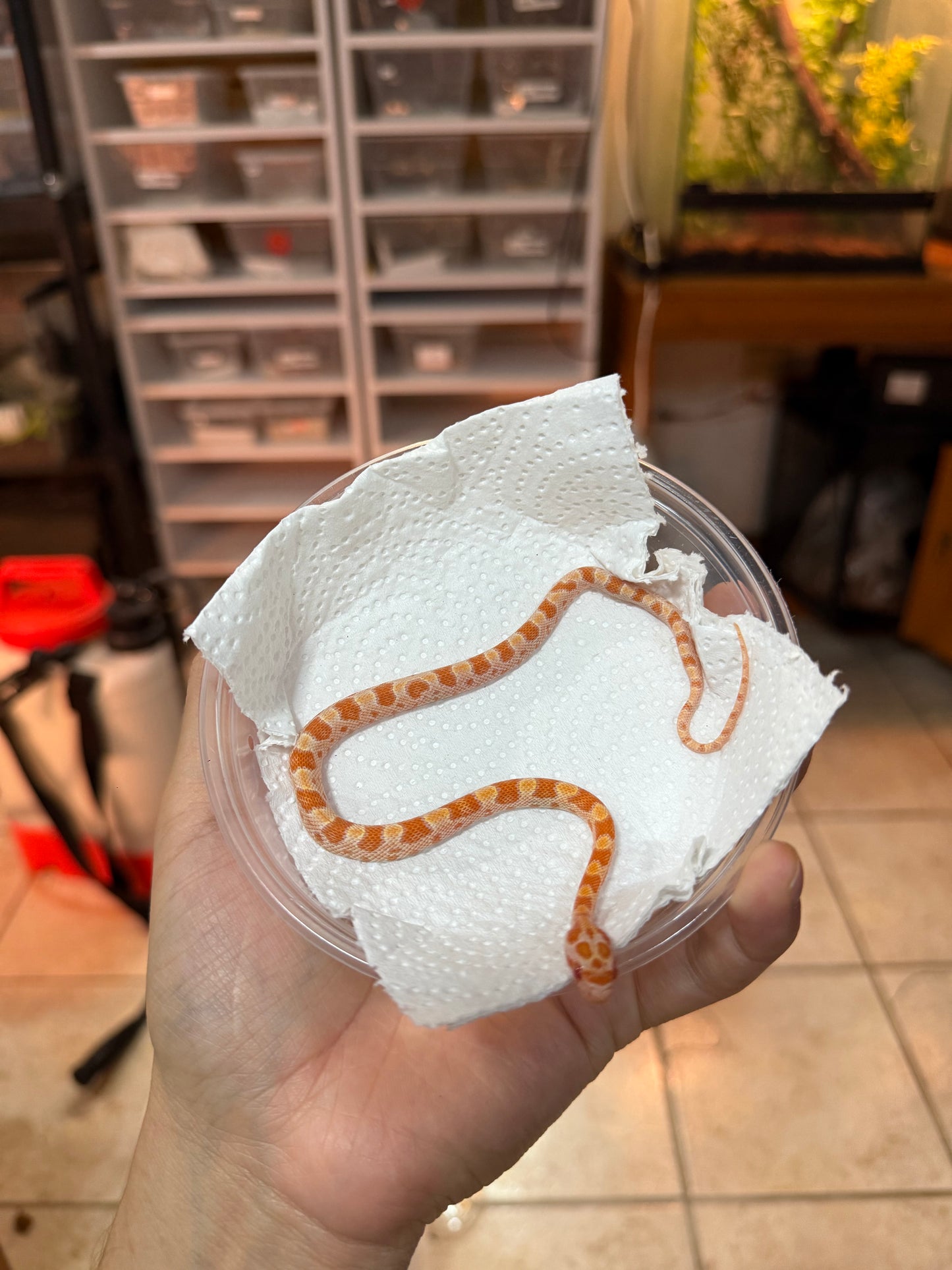 SERPIENTE MAICERA CREAMSICLE S/S 4