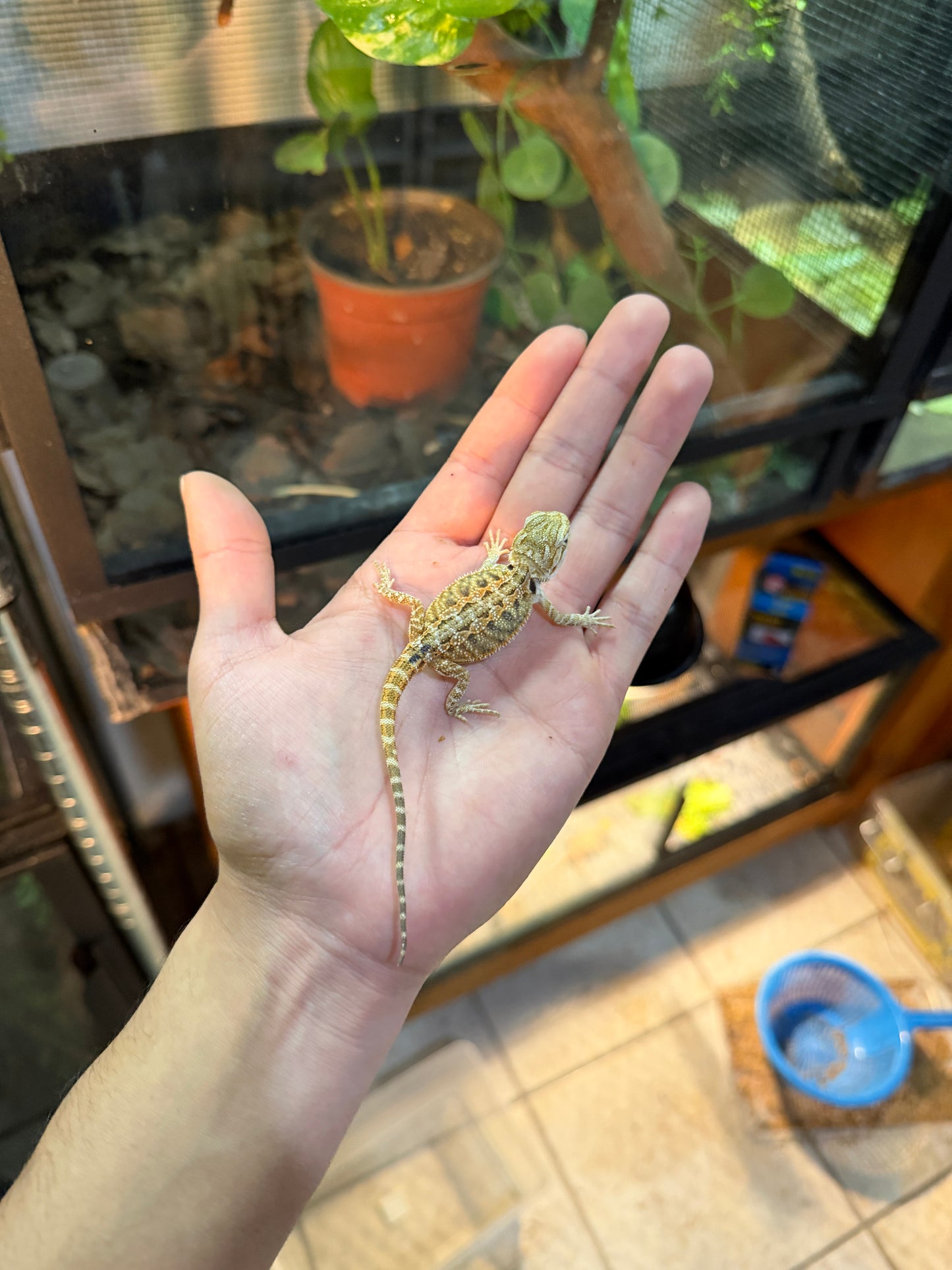 DRAGÓN BARBUDO NOMINAL 2P