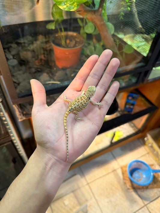 DRAGÓN BARBUDO NOMINAL 2P