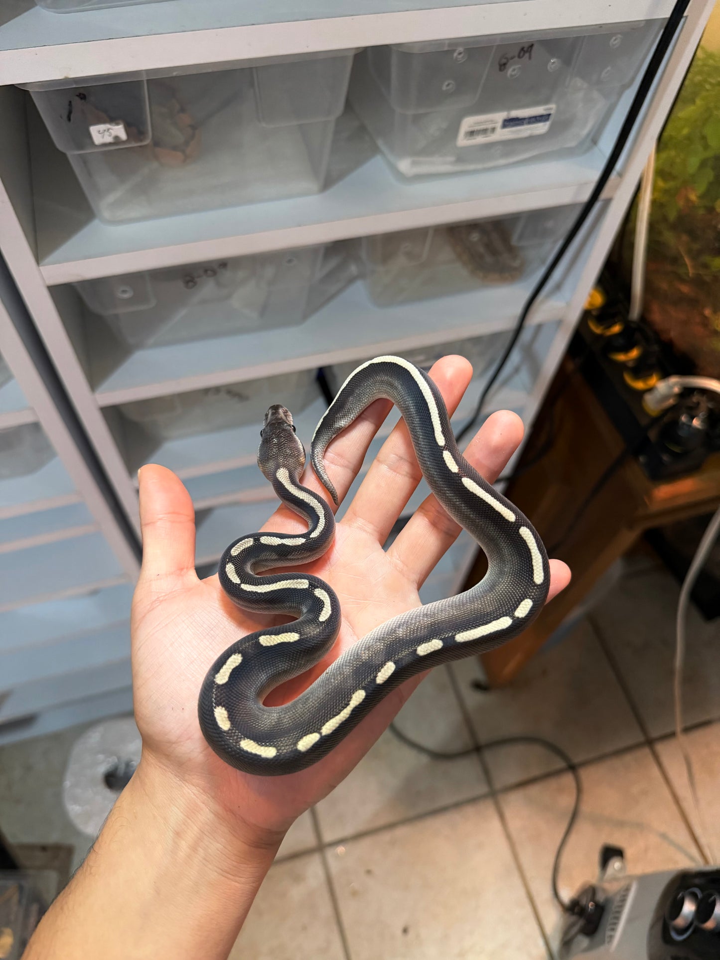 PITÓN BOLA GHI MOJAVE CINNAMON MACHO