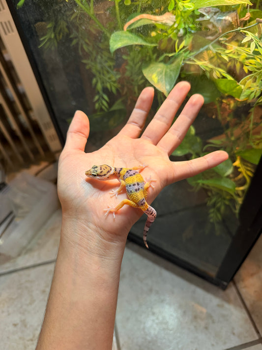 GECKO LEOPARDO HIGH YELLOW POSS HET TYPHOOM INCUBADO PARA 50/50 233