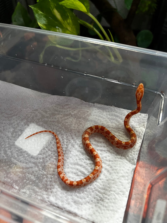 SERPIENTE MAICERA AMEL HEMBRA 26