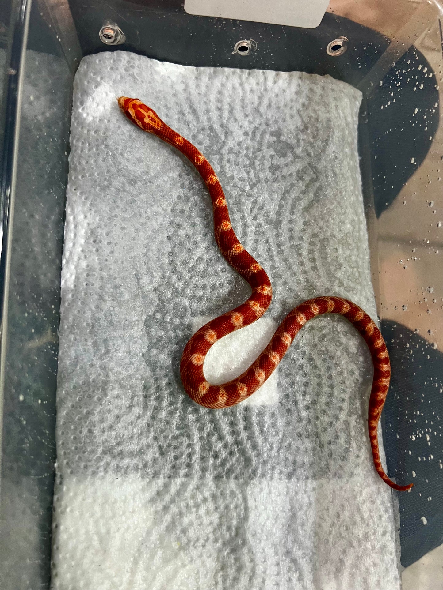 SERPIENTE MAICERA AMEL HEMBRA 22