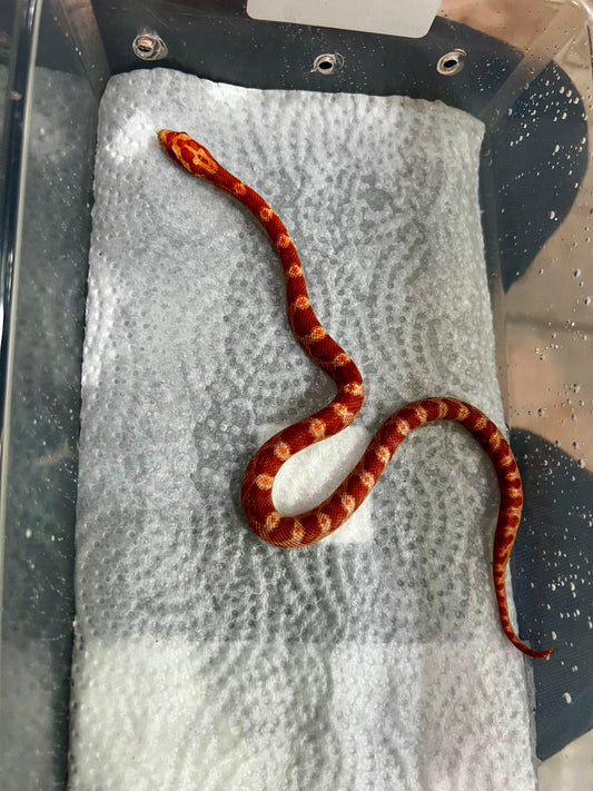 SERPIENTE MAICERA AMEL HEMBRA 22