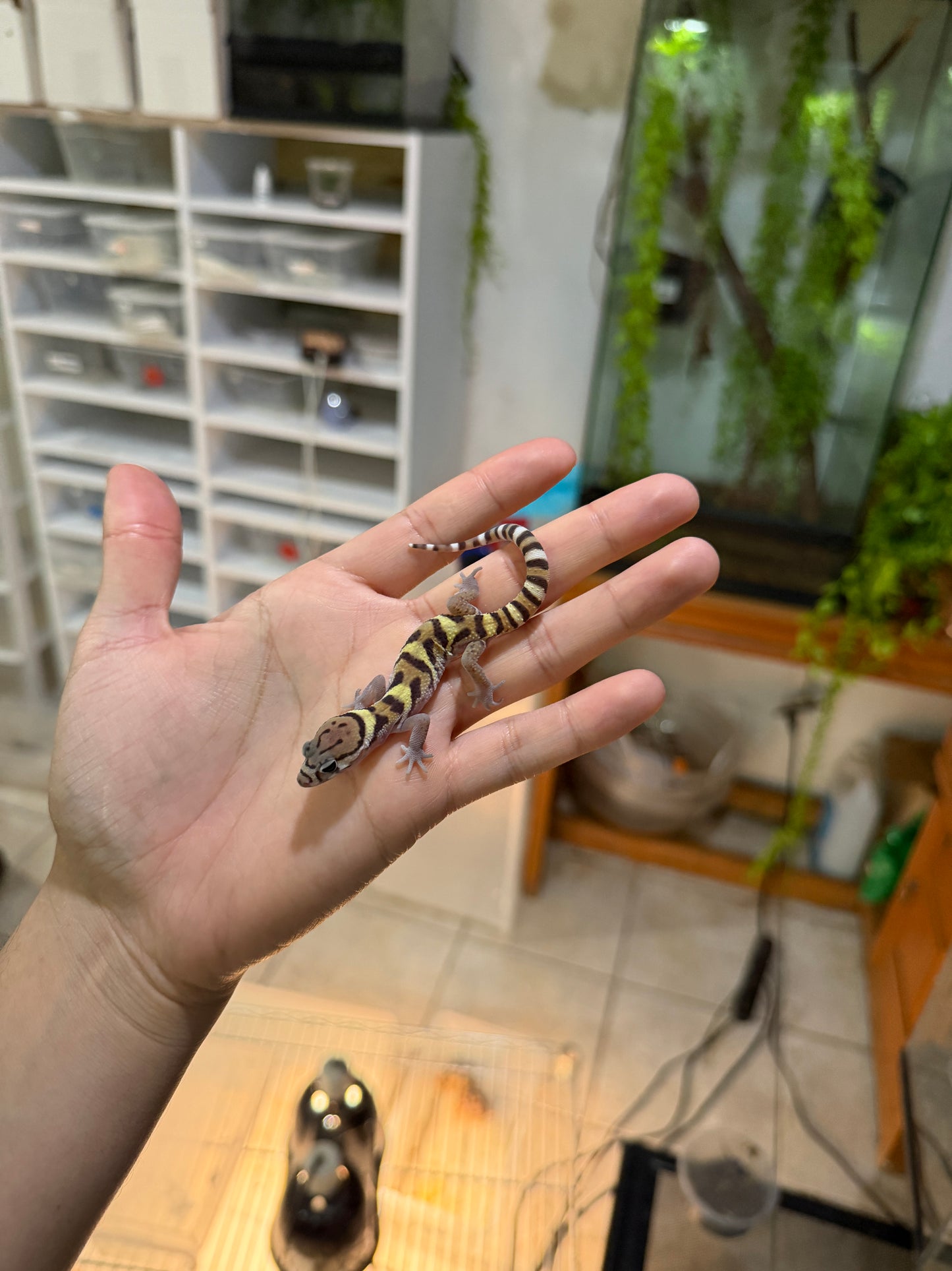 GECKO BANDEADO s/s (Coleonyx mitratus) 2