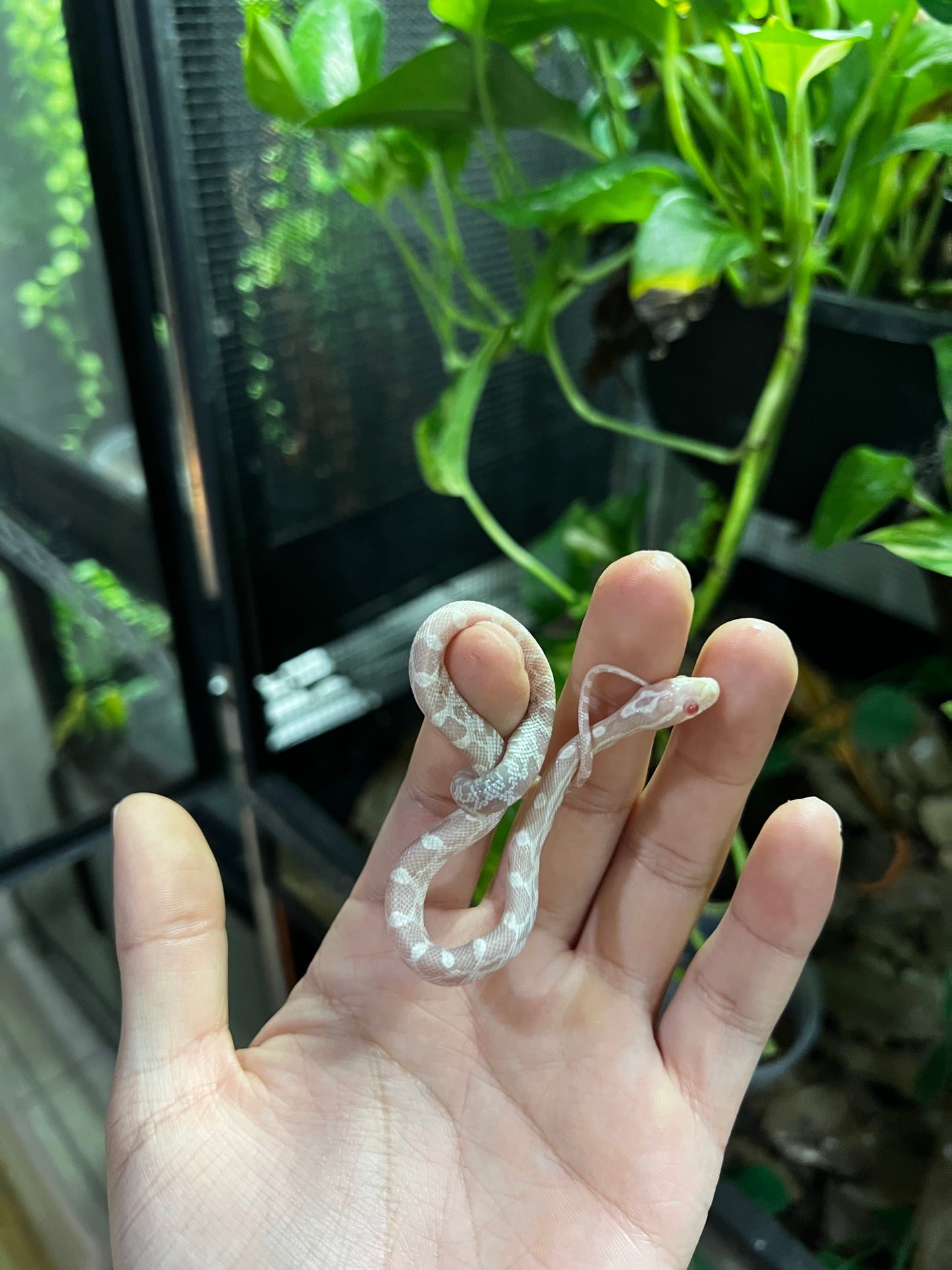 SERPIENTE MAICERA SNOW HEMBRA  49