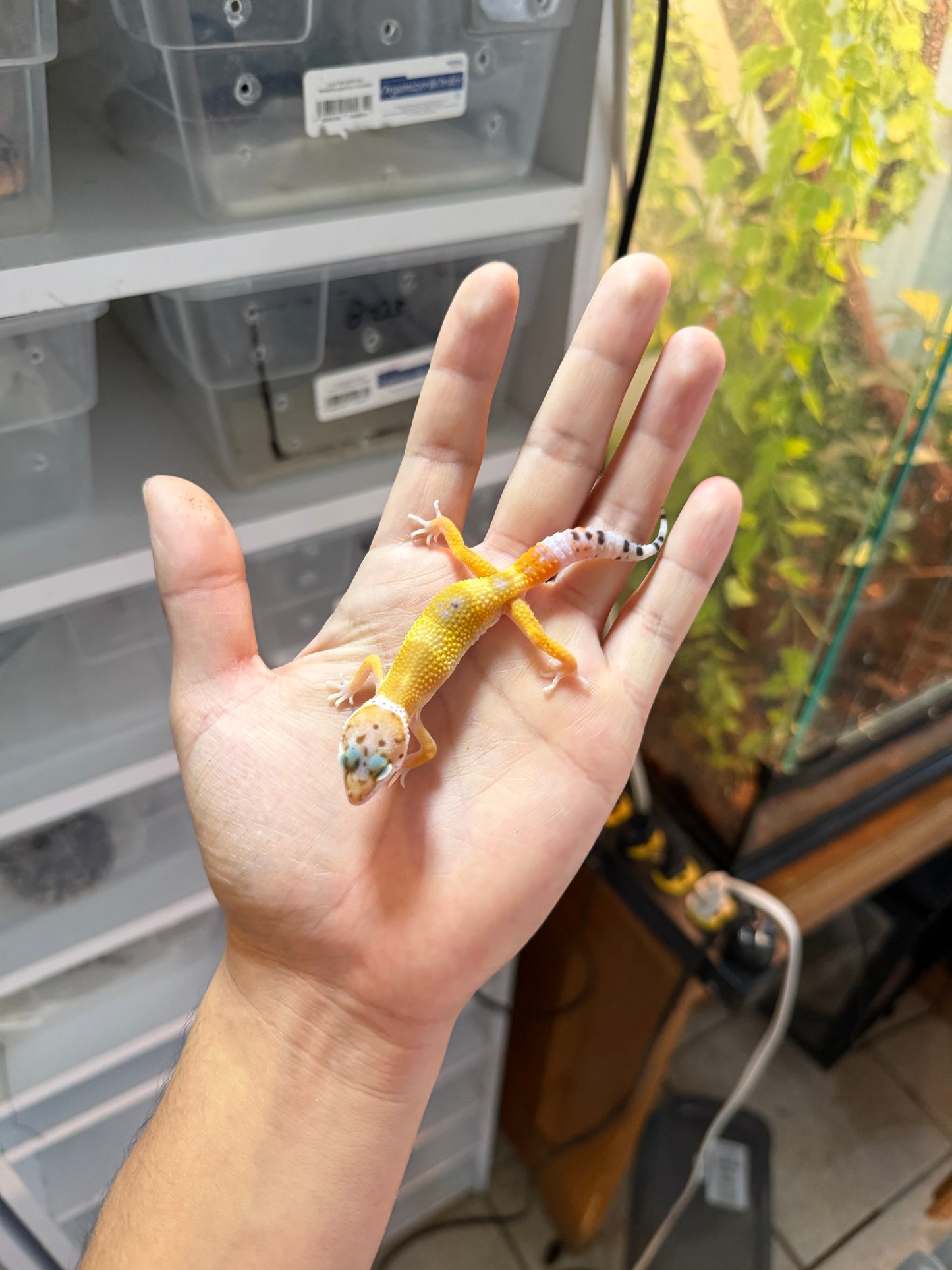 GECKO LEOPARDO HIGH YELLOW HET RAINWATER  3