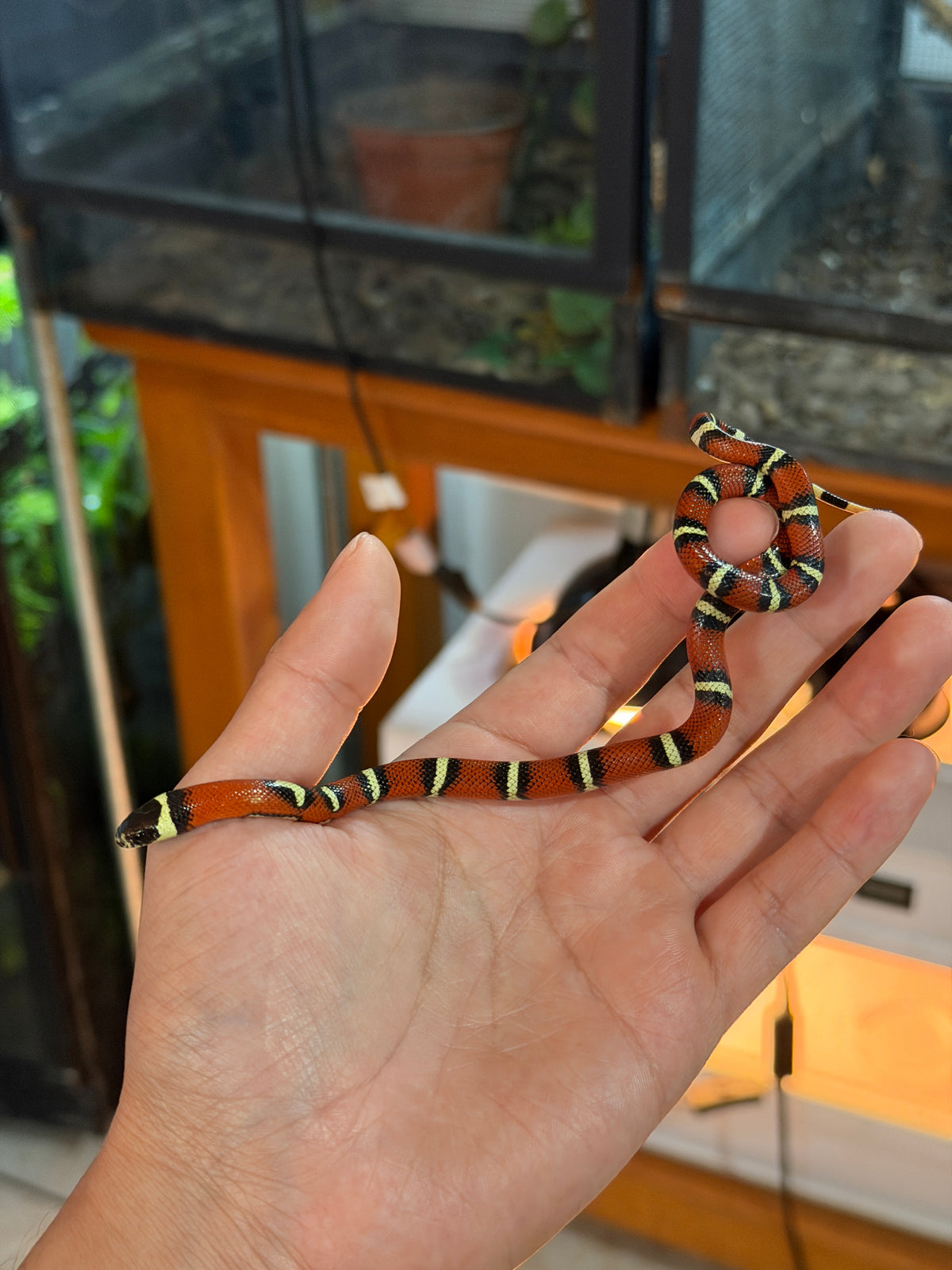 FALSA CORAL NELSON X HONDURAS HEMBRA