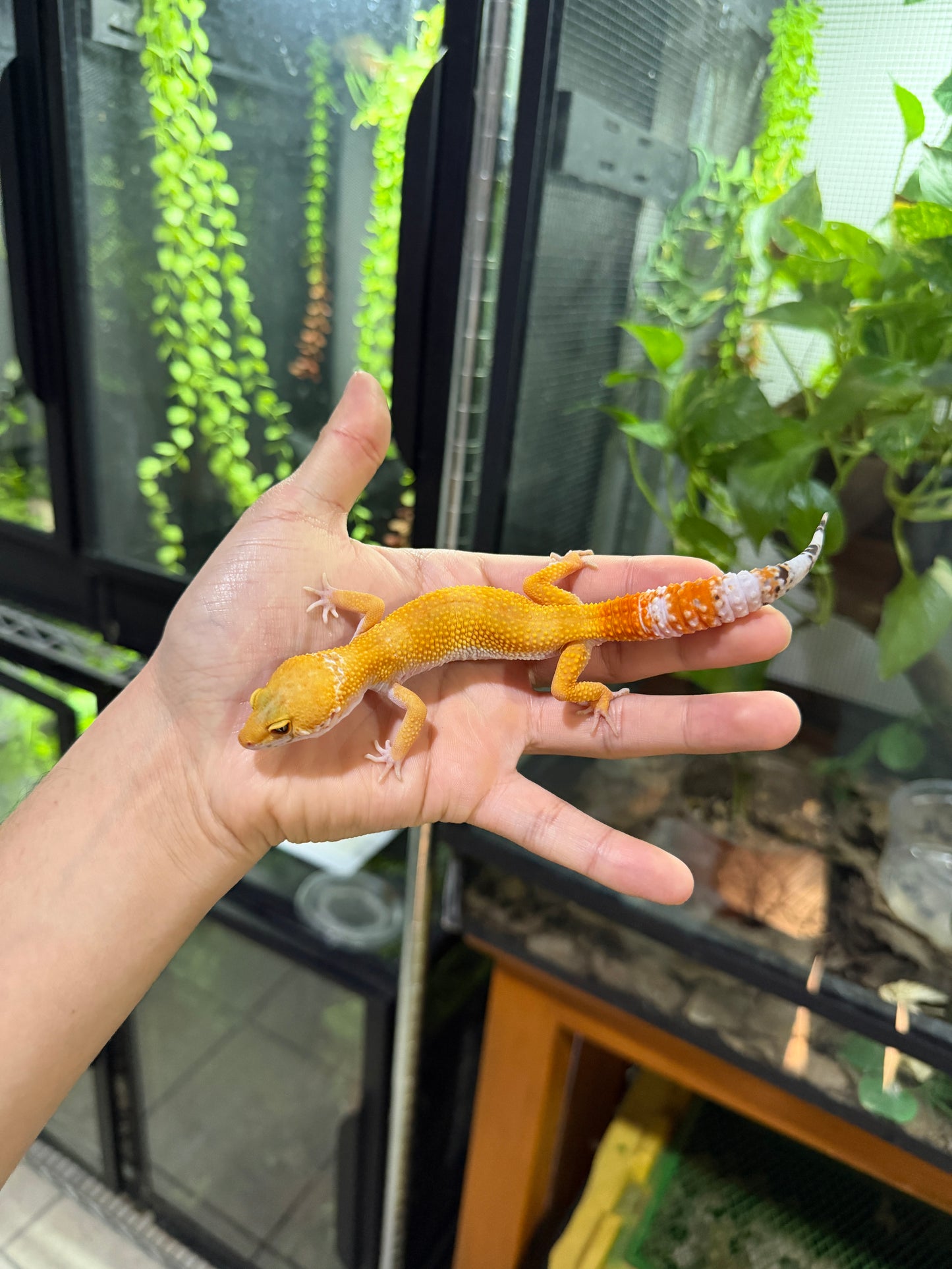 GECKO LEOPARDO SUPER HYPO TANGERINE HEMBRA 6264