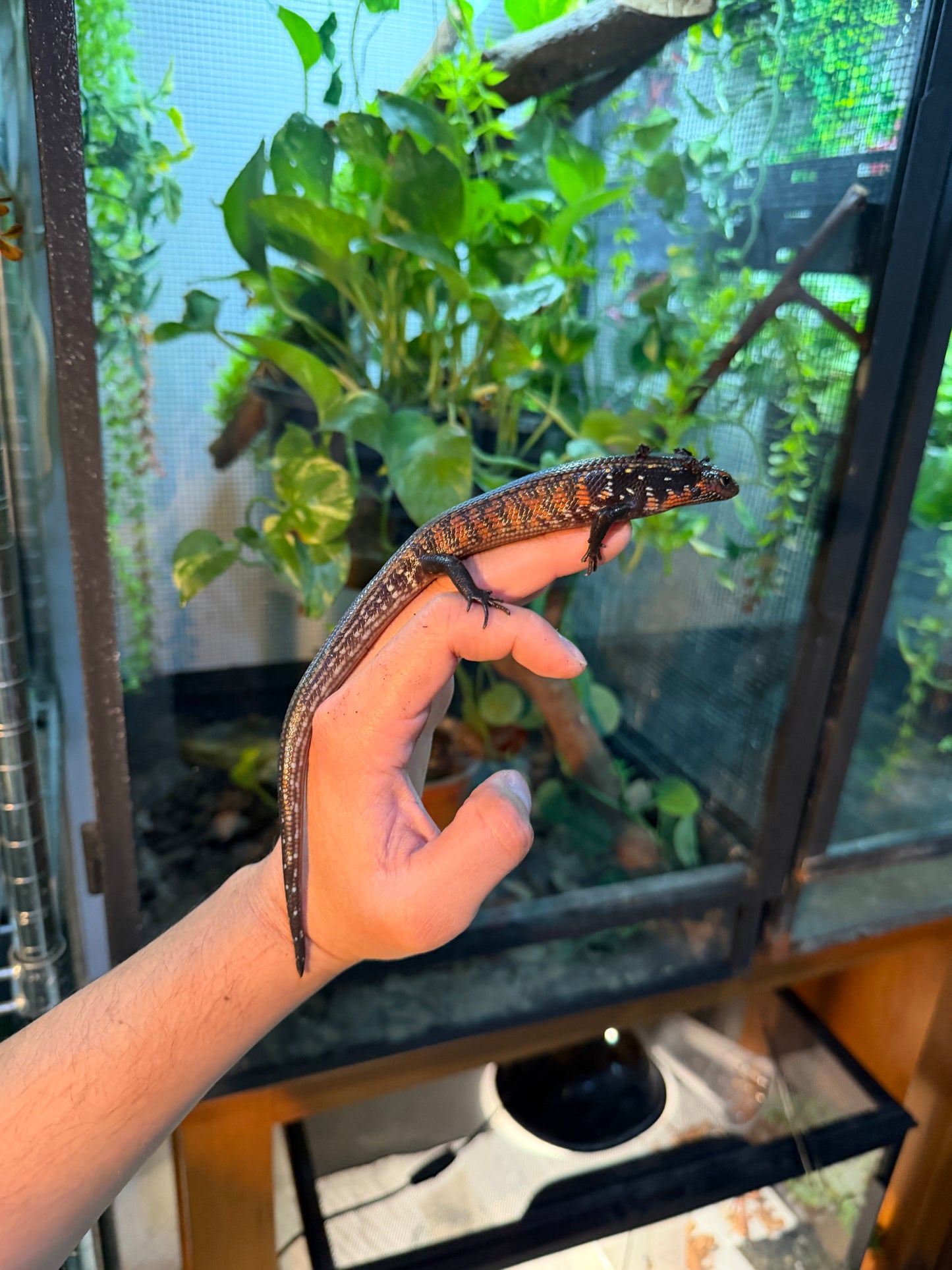 SKINK DE FUEGO 6172 NACIDO EN CAUTIVERIO CON APROVECHAMIENTO EMITIDO POR SEMARNAT