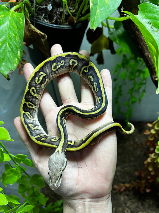 PASTEL LEOPARD MOJAVE HET CLOWN MACHO 94
