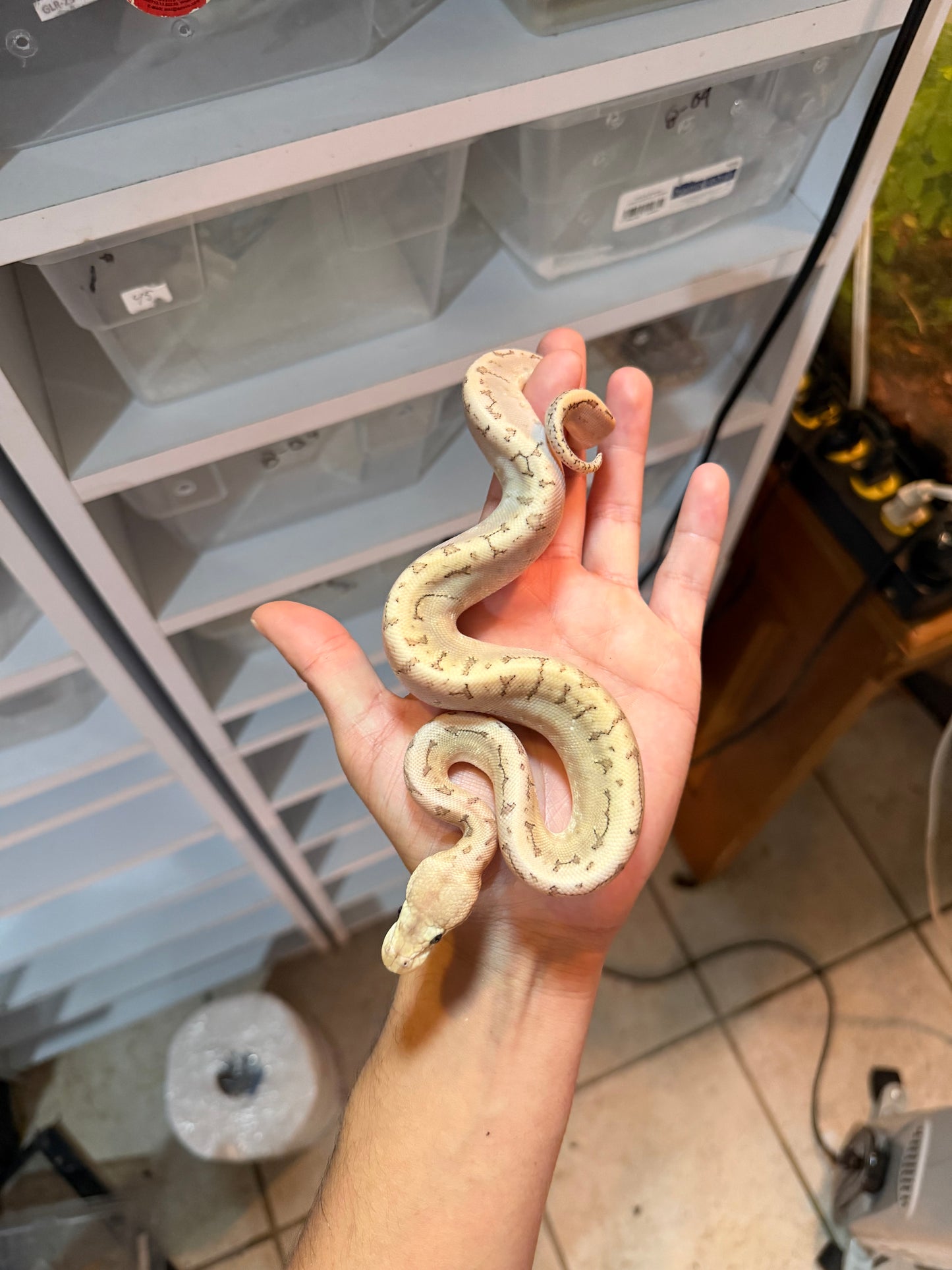 PITÓN BOLA BAMBOO PASTEL PINSTRIPE HET HYPO MACHO